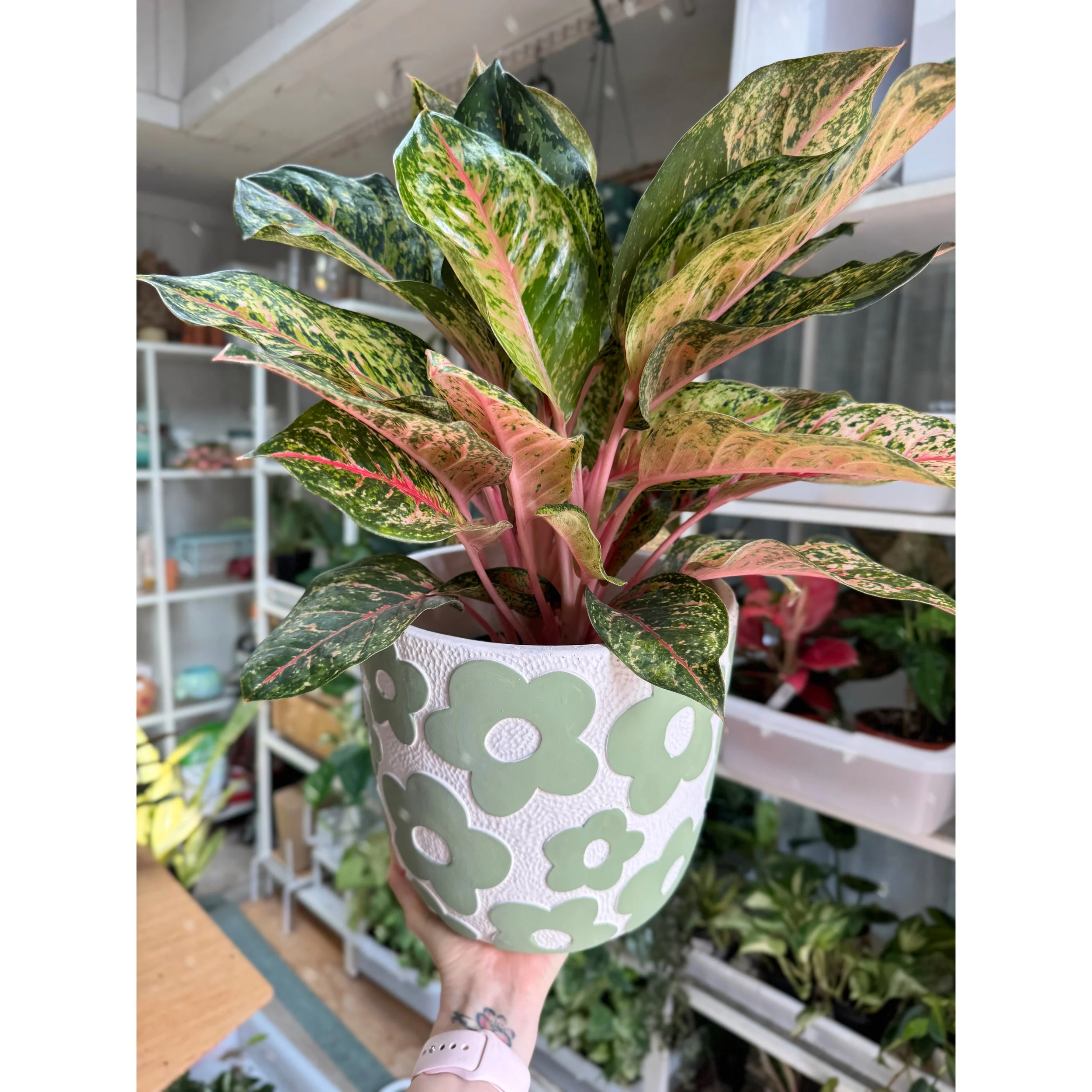 Aglaonema Hybrid 'Crosby's Christmas'