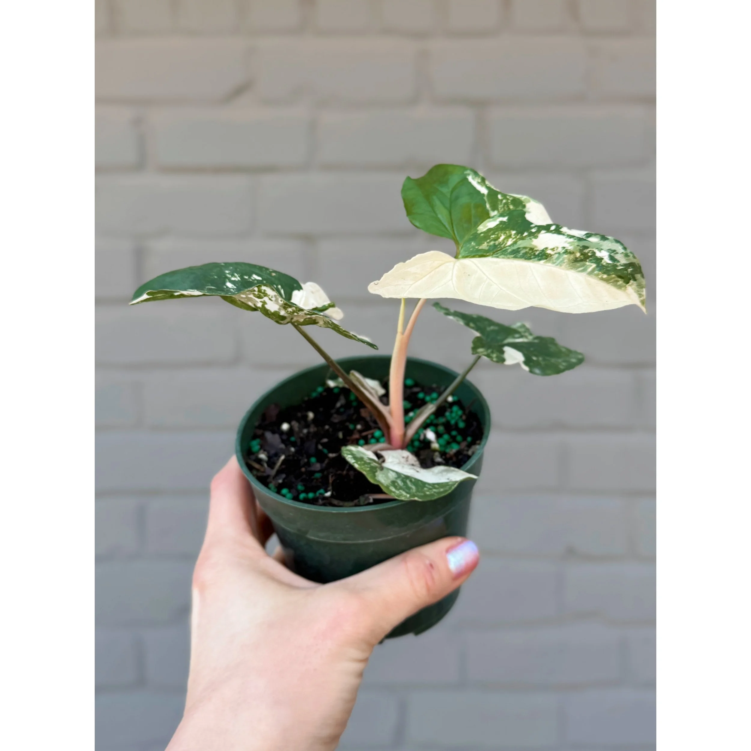 Syngonium Albo Variegated 4"