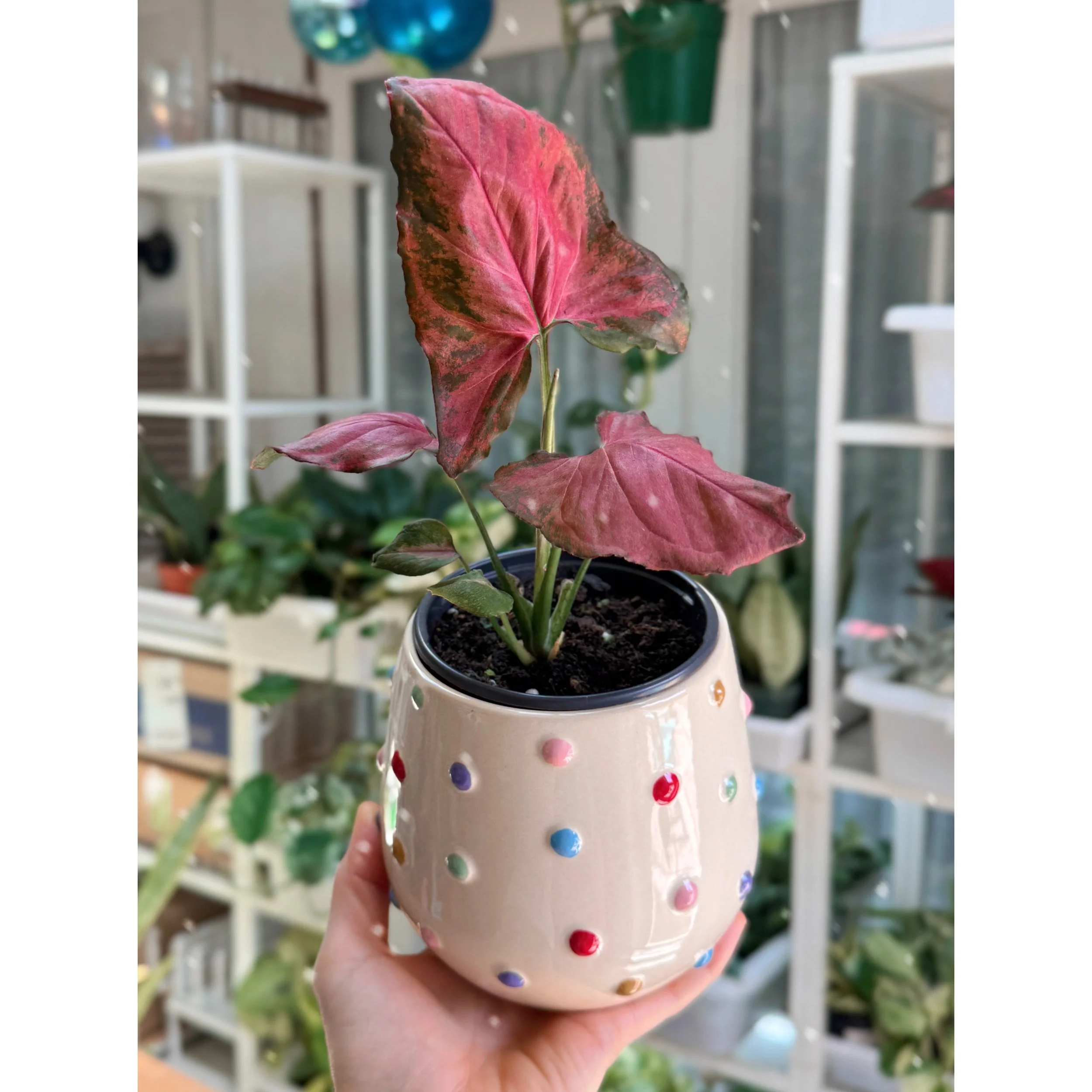 Syngonium Podophyllum ‘Orm Nak Red’ in Rainbow Dot Pot