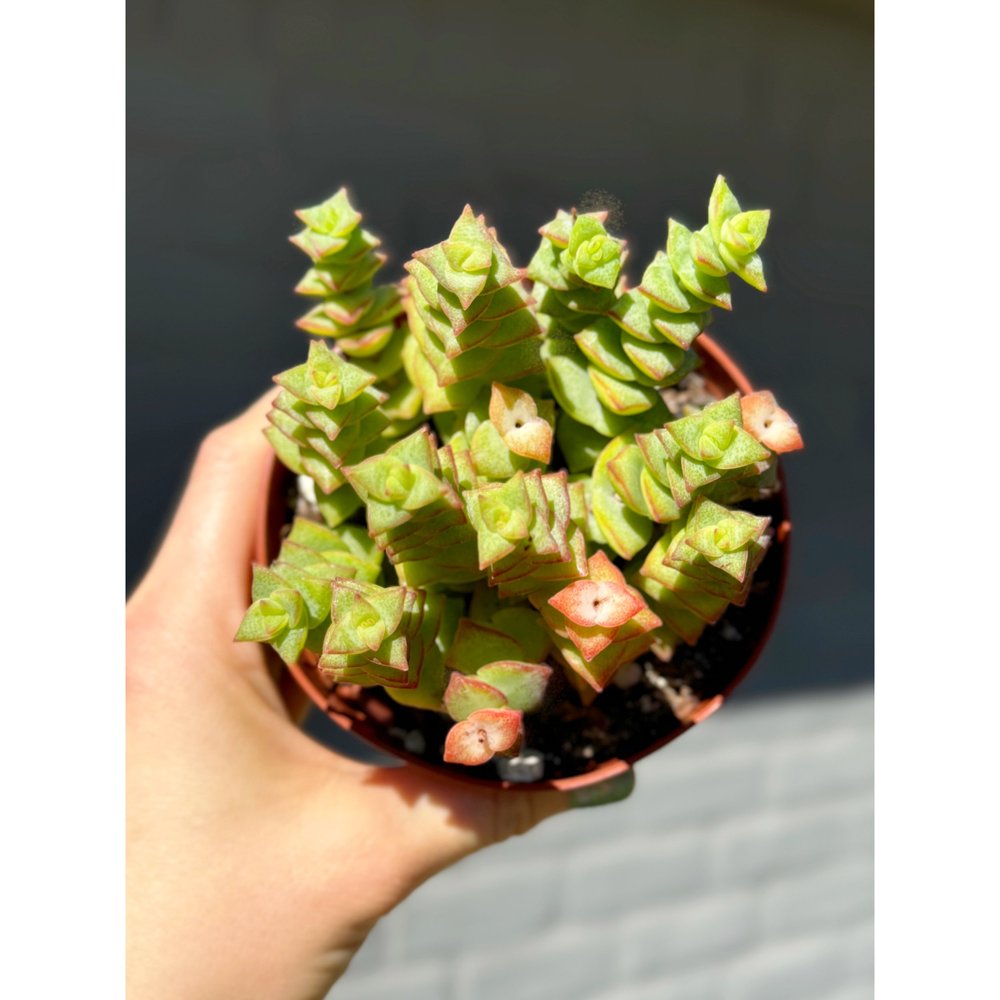 Crassula Perforata 'String of Buttons' 4