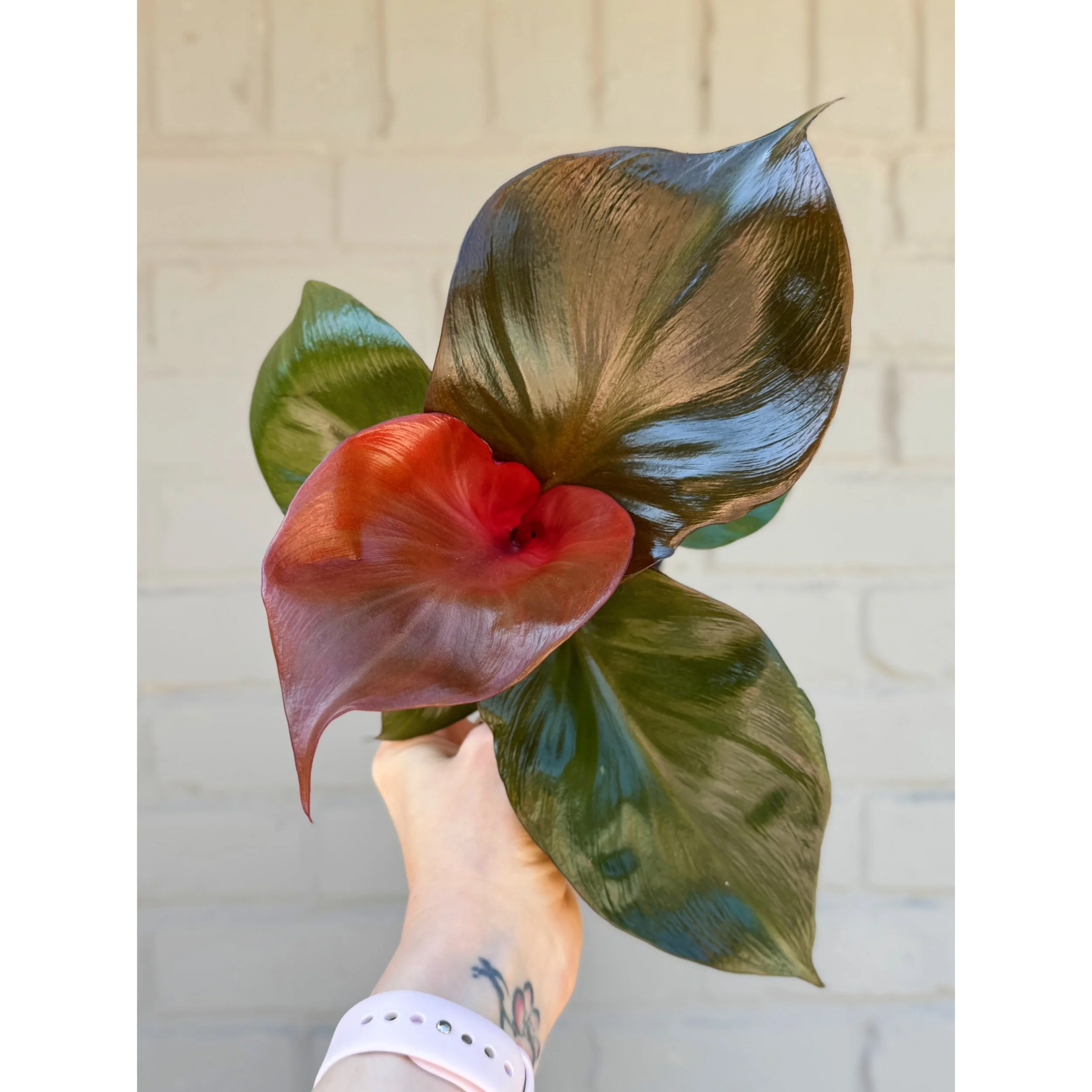 Philodendron 'Red Heart' 4”