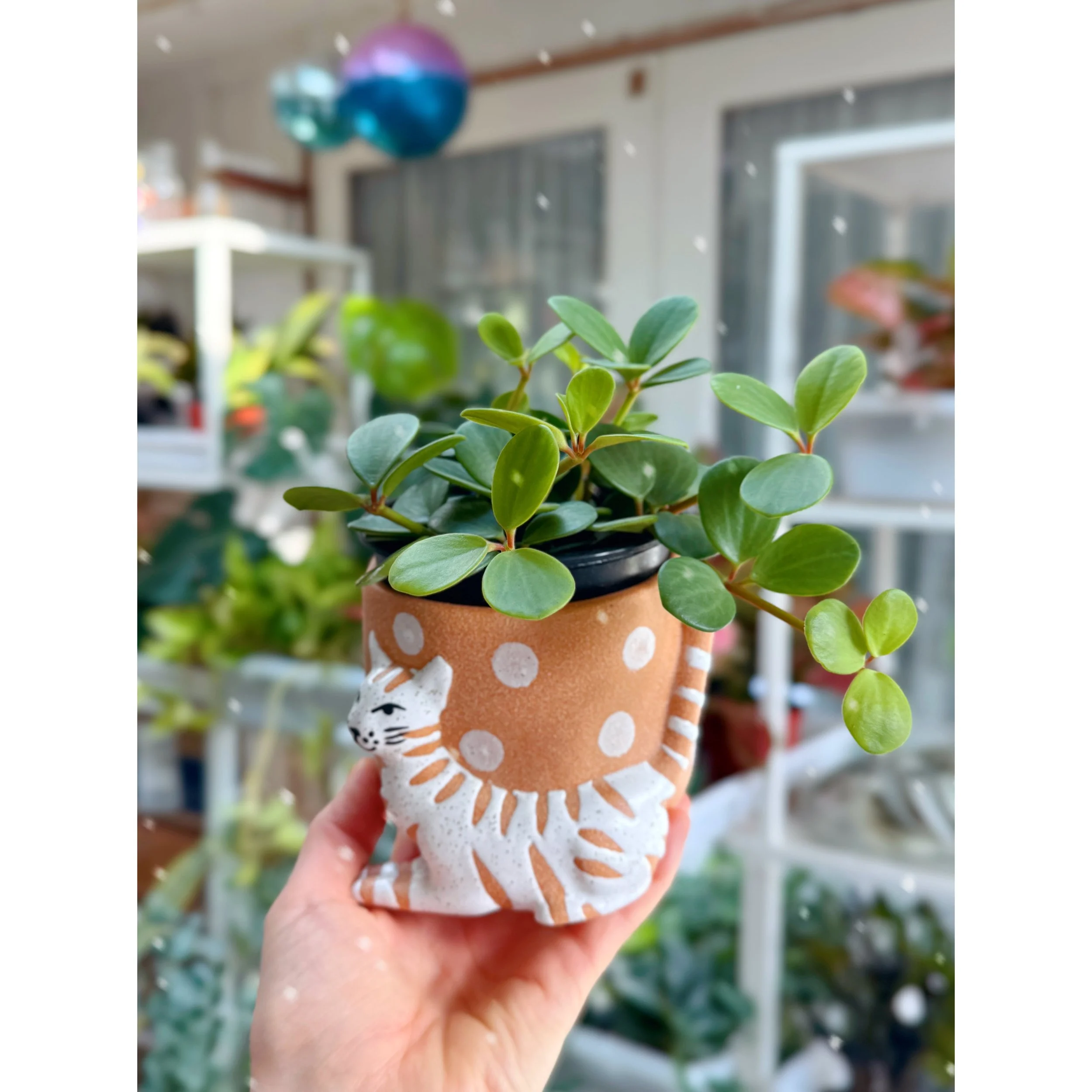 Peperomia Hope in Kitty Dot Pot