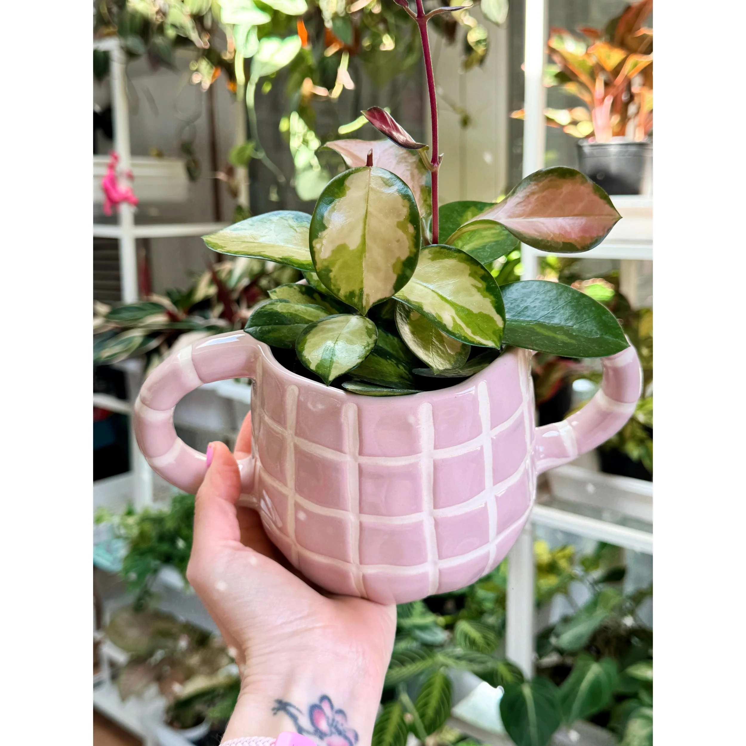 Hoya Australis 'Lisa' in Addison Pink Gridline Pot