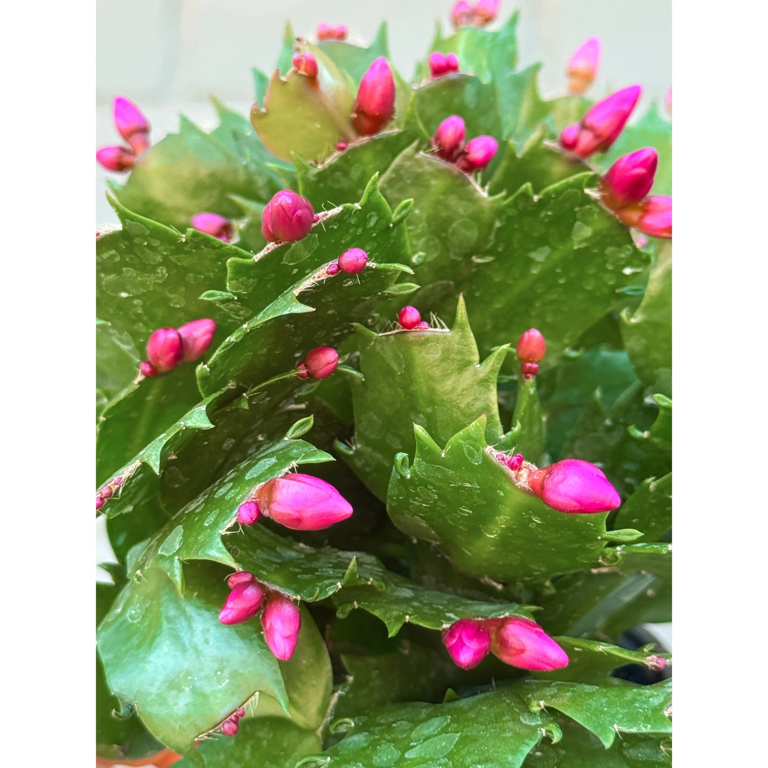 Holiday Cactus 'Exotic Dancer' (Bright Rose Red)