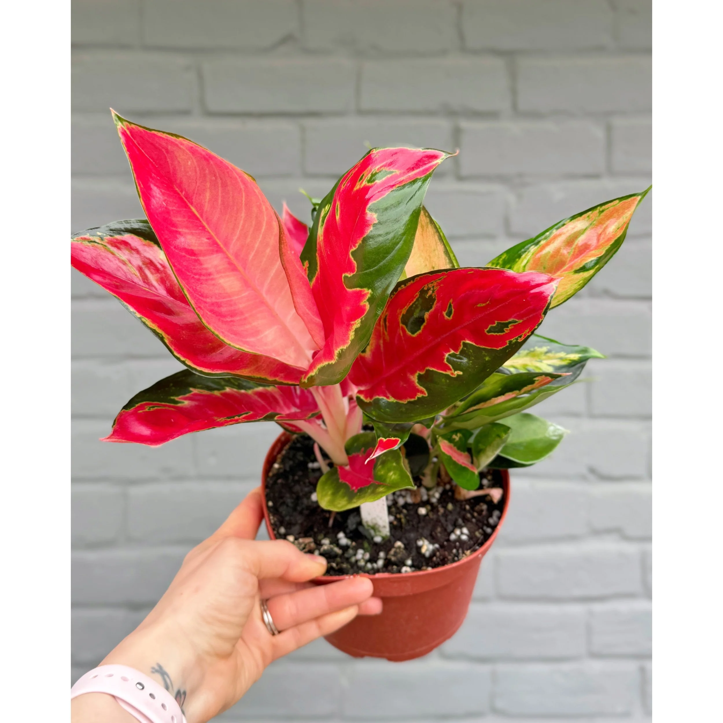 Aglaonema Hybrid 'Eastern Red' 6"