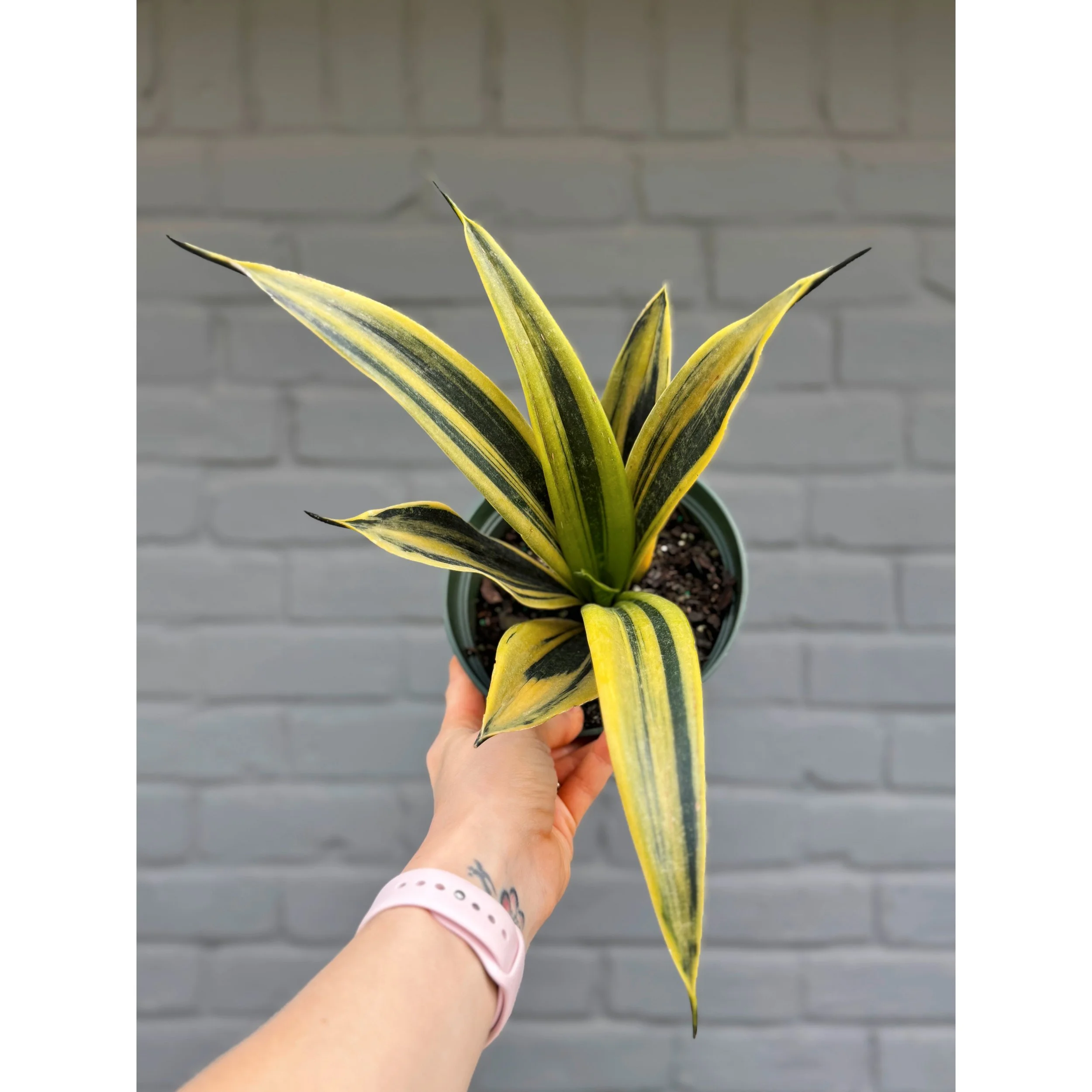 Sansevieria Trifasciata ‘Golden Flame’