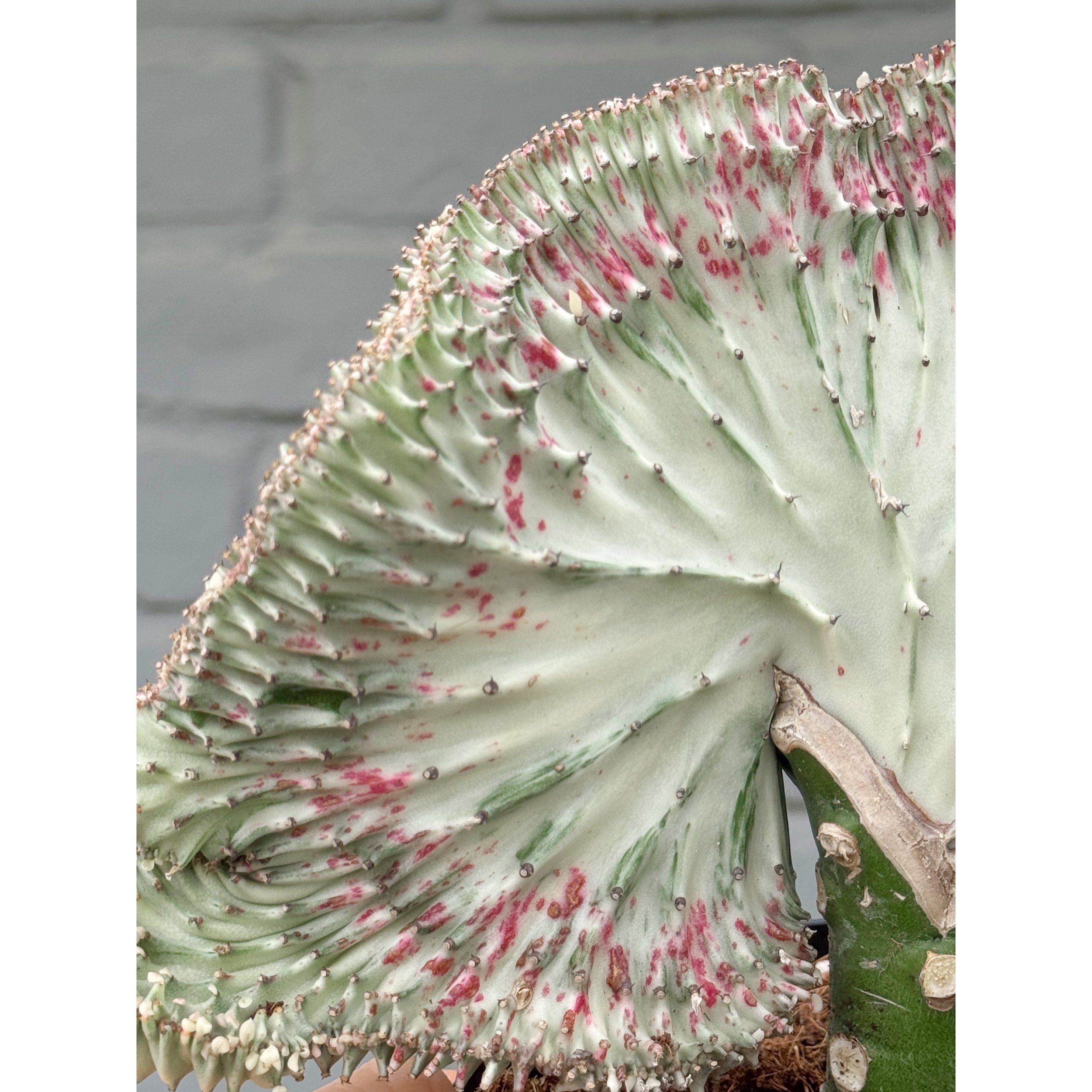 Grafted Coral Cactus 'Mermaid Tail' - Silver and Pink