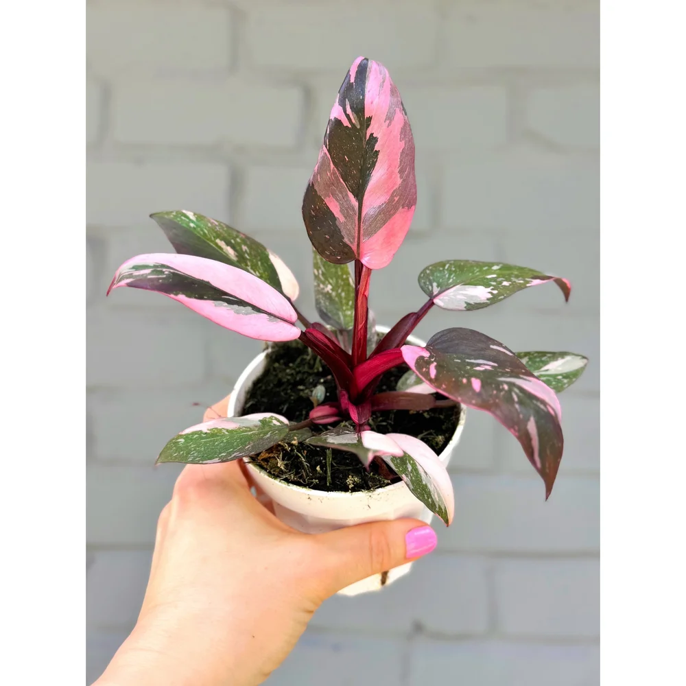 Philodendron Pink Princess 4