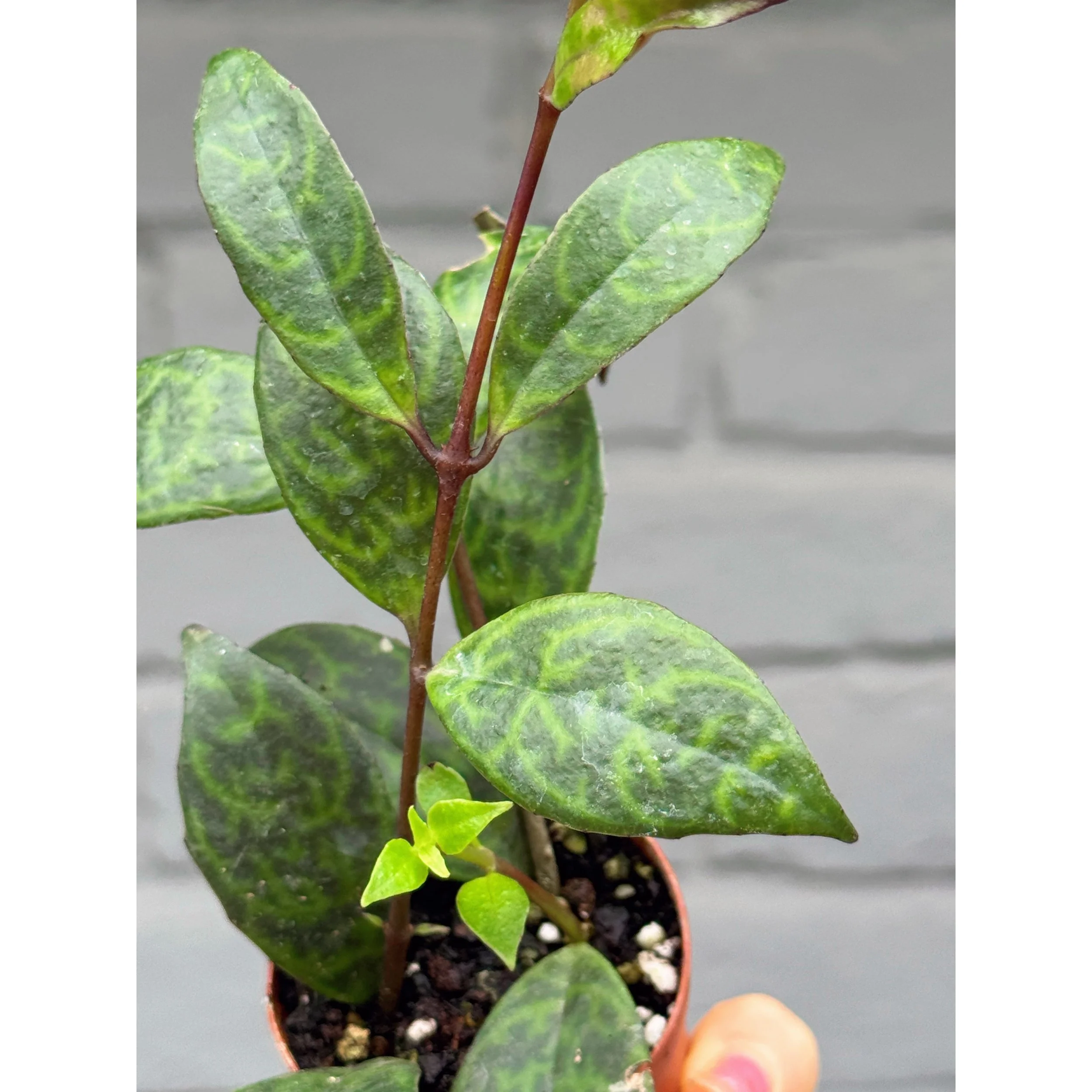 Aeschynanthus Lipstick 'Black Pagoda'