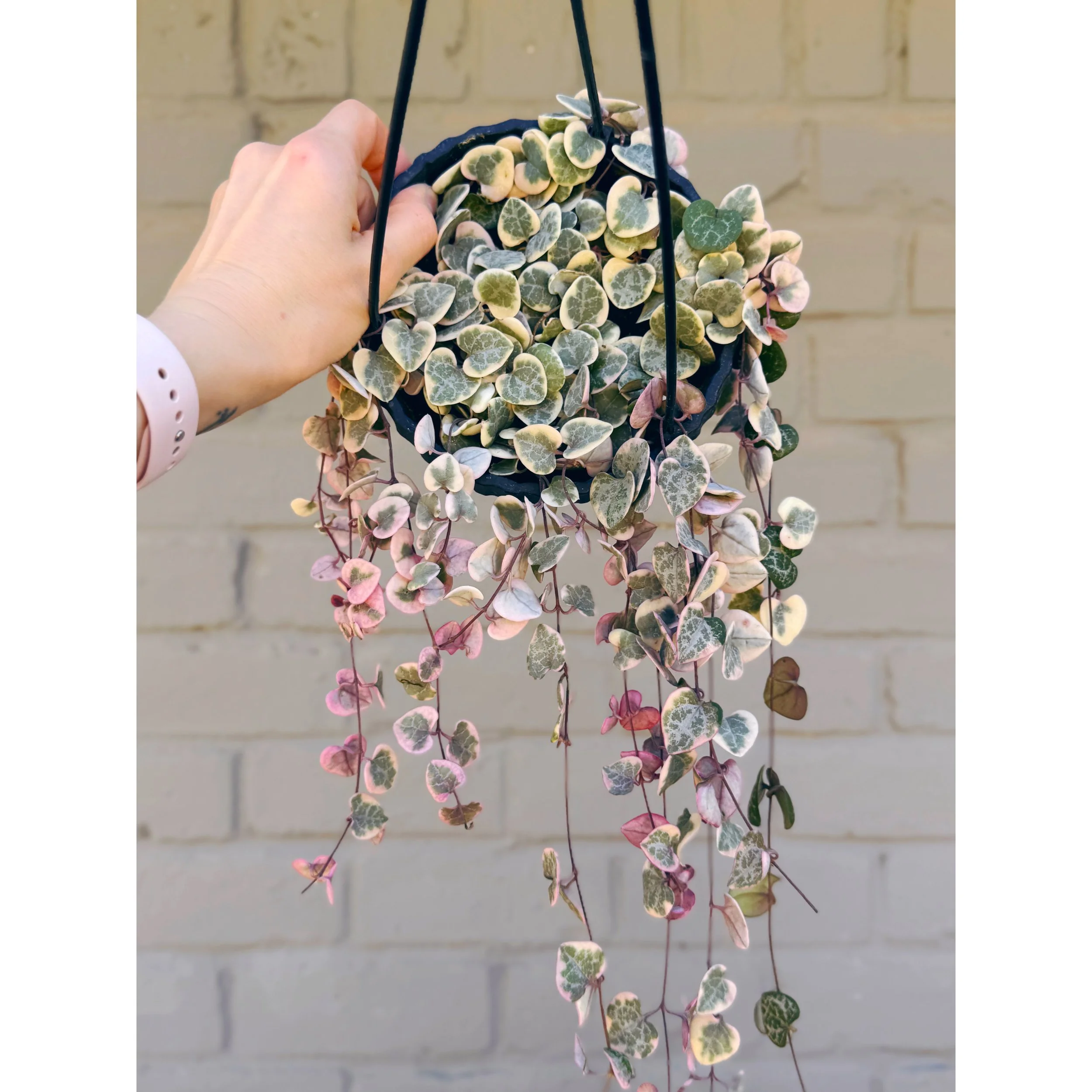 Ceropegia Woodii - Variegated String of Hearts