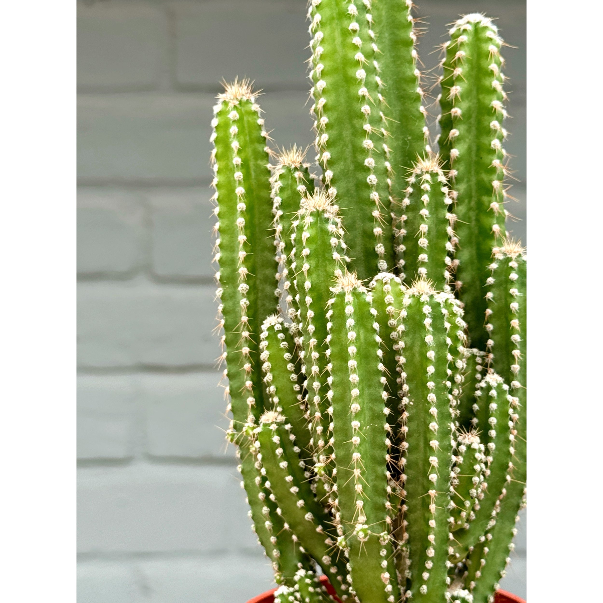 Acanthocereus Tetragonus Monstrose 'Fairy Castle Cactus'