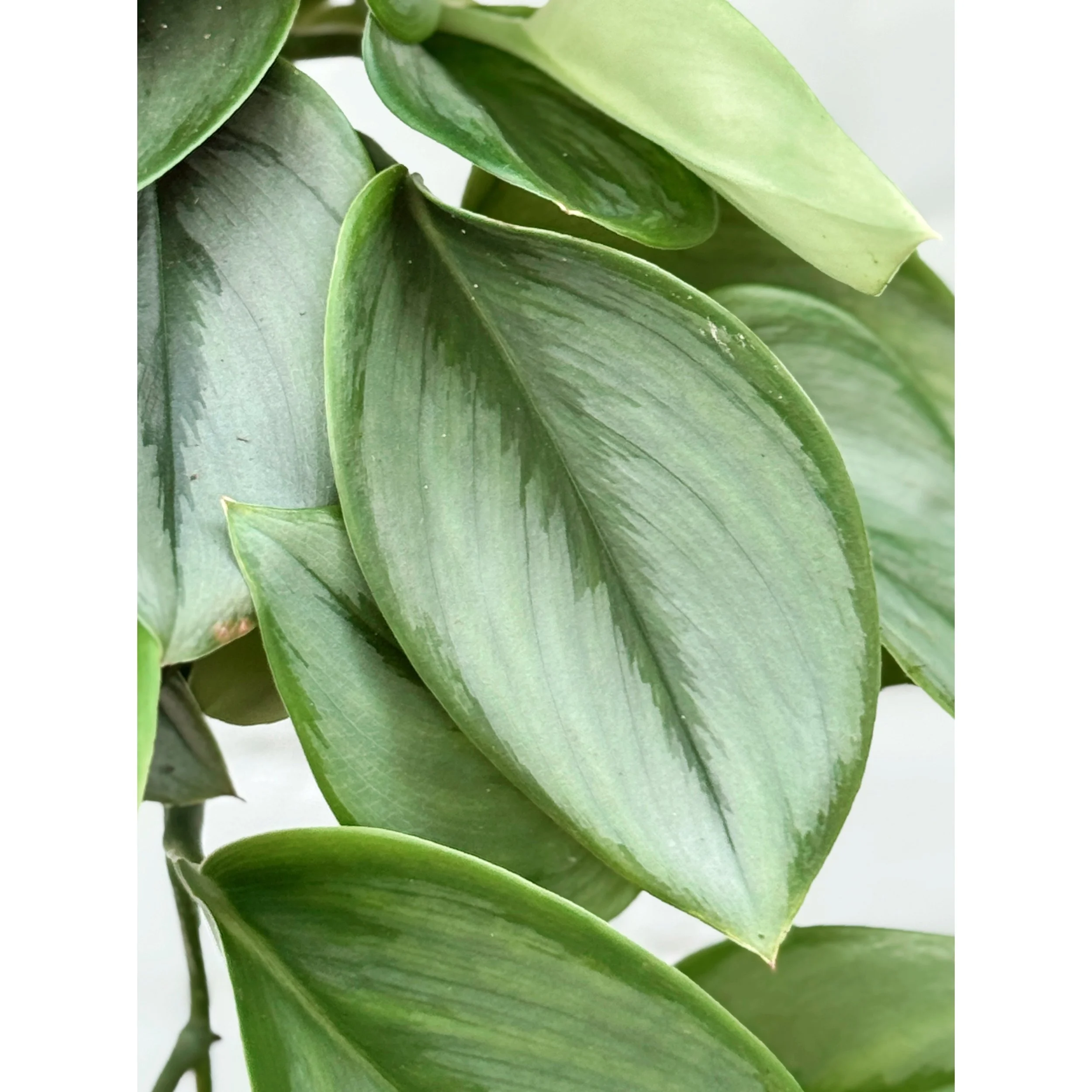 Scindapsus Treubii 'Moonlight'