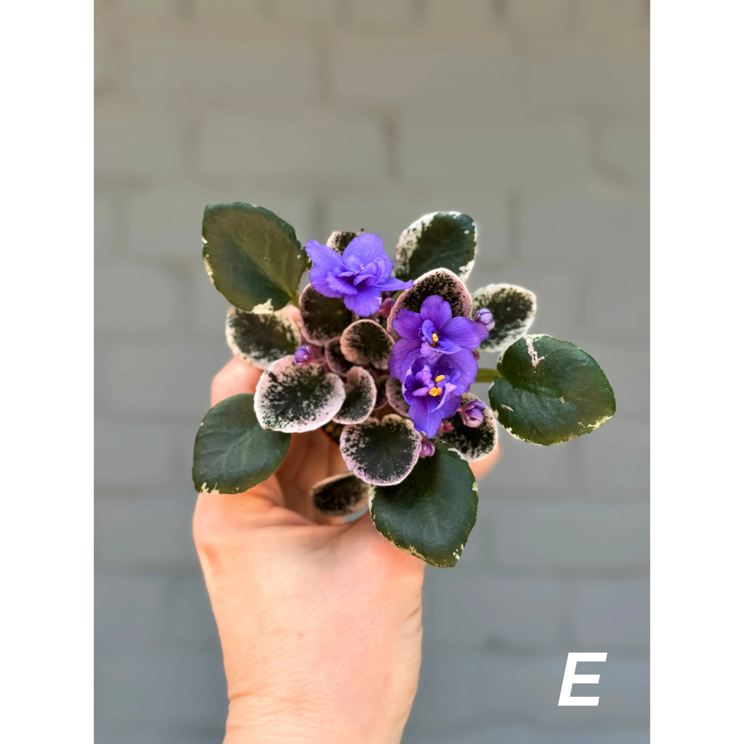 Variegated African Violets Blue