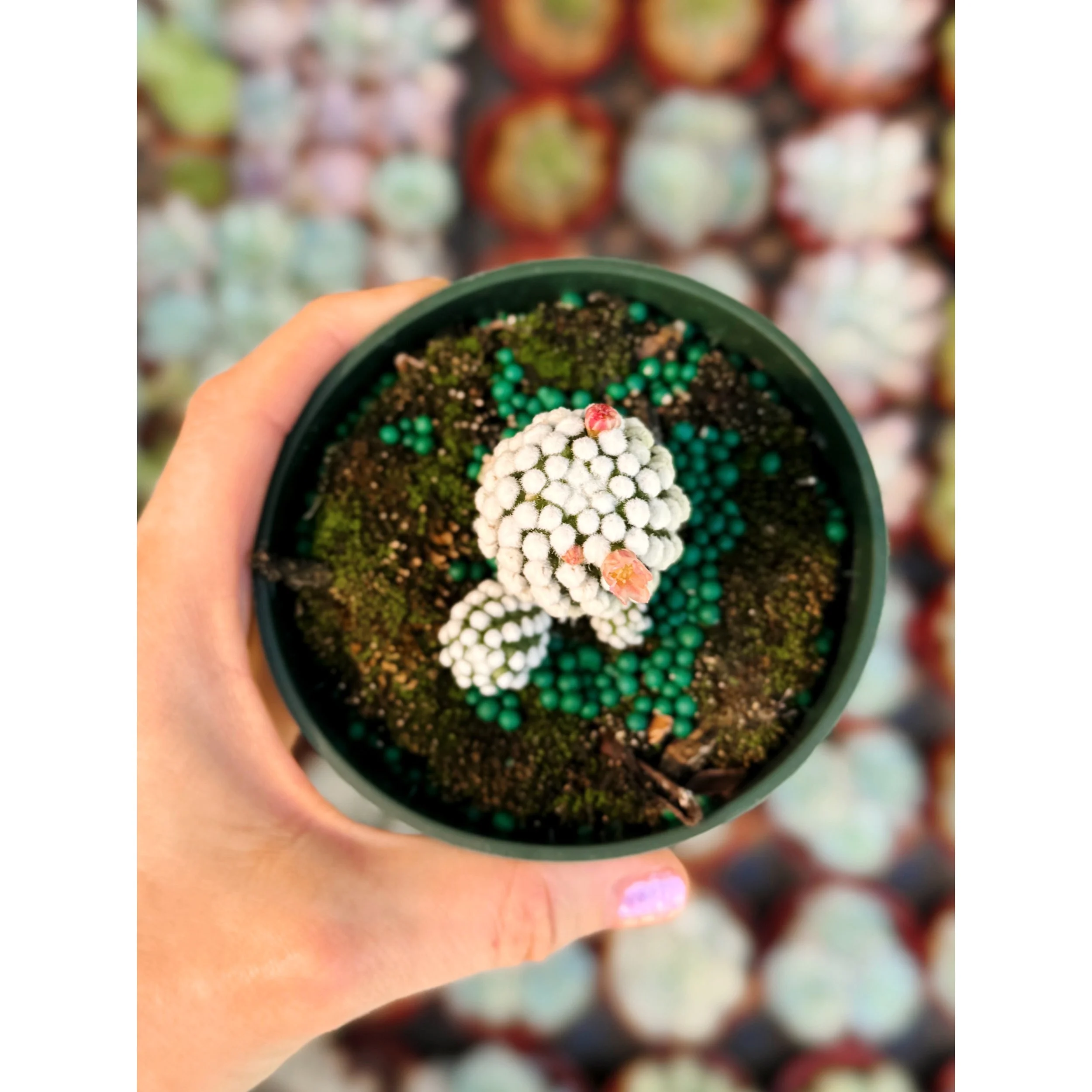 Mammillaria Gracilis 'Arizona Snowcap' Cactus