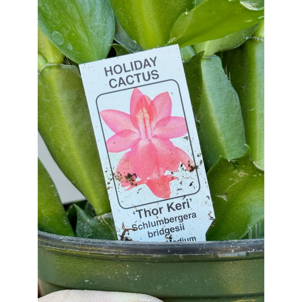 Holiday Cactus 'Thor Keri' (Warm Pink Blooms) 4