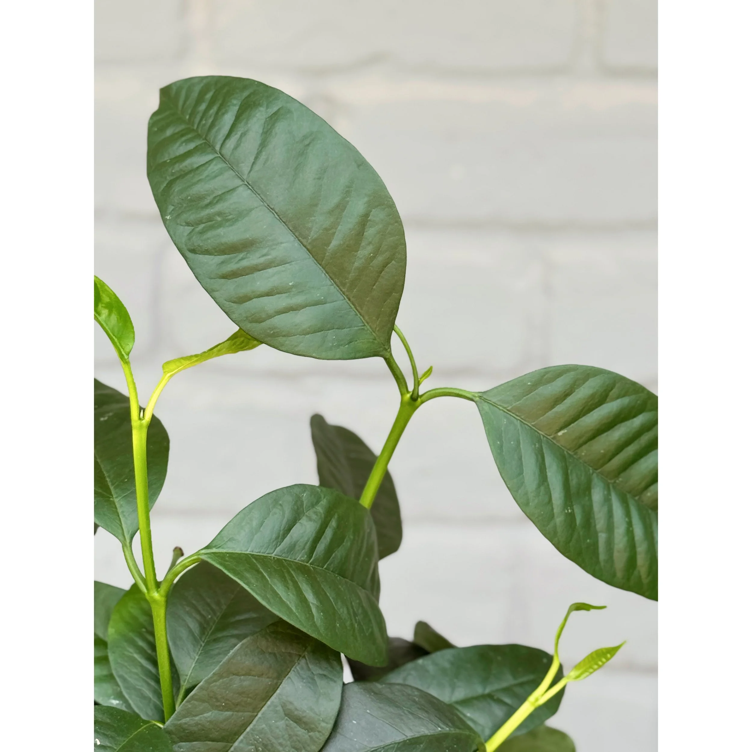 Hoya Multiflora 'Shooting Star'