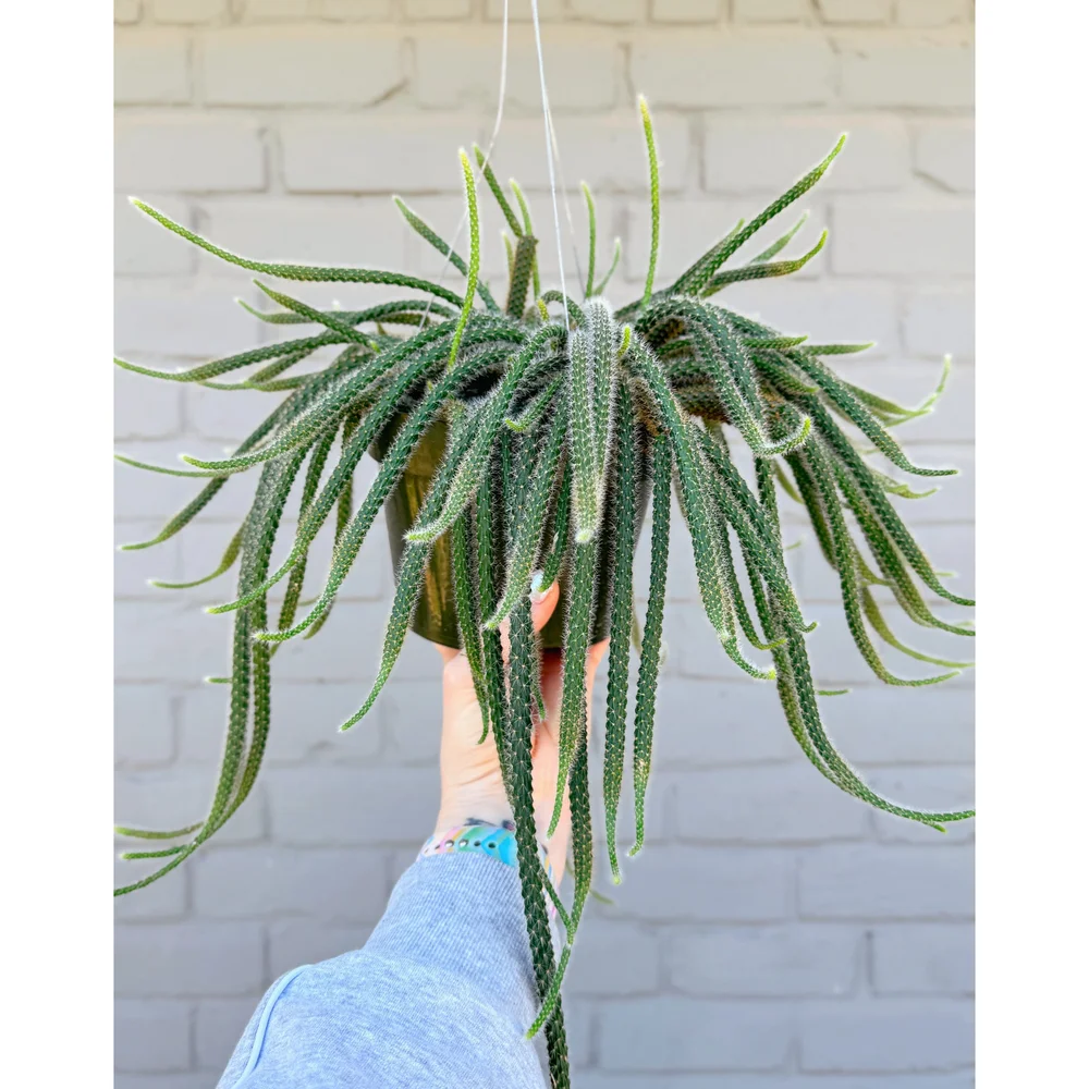 dracaena deremensis compacta Wekiva Foliage Dracaena Janet Craig Compacta-Live Plant in a 4 in. Pot-Dracaena Deremensis 'Compacta'-Easy Care