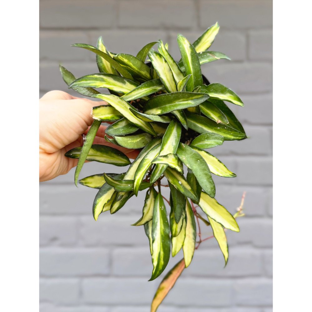 Hoya Variegated Wayetii — Stayin' Alive Succulents