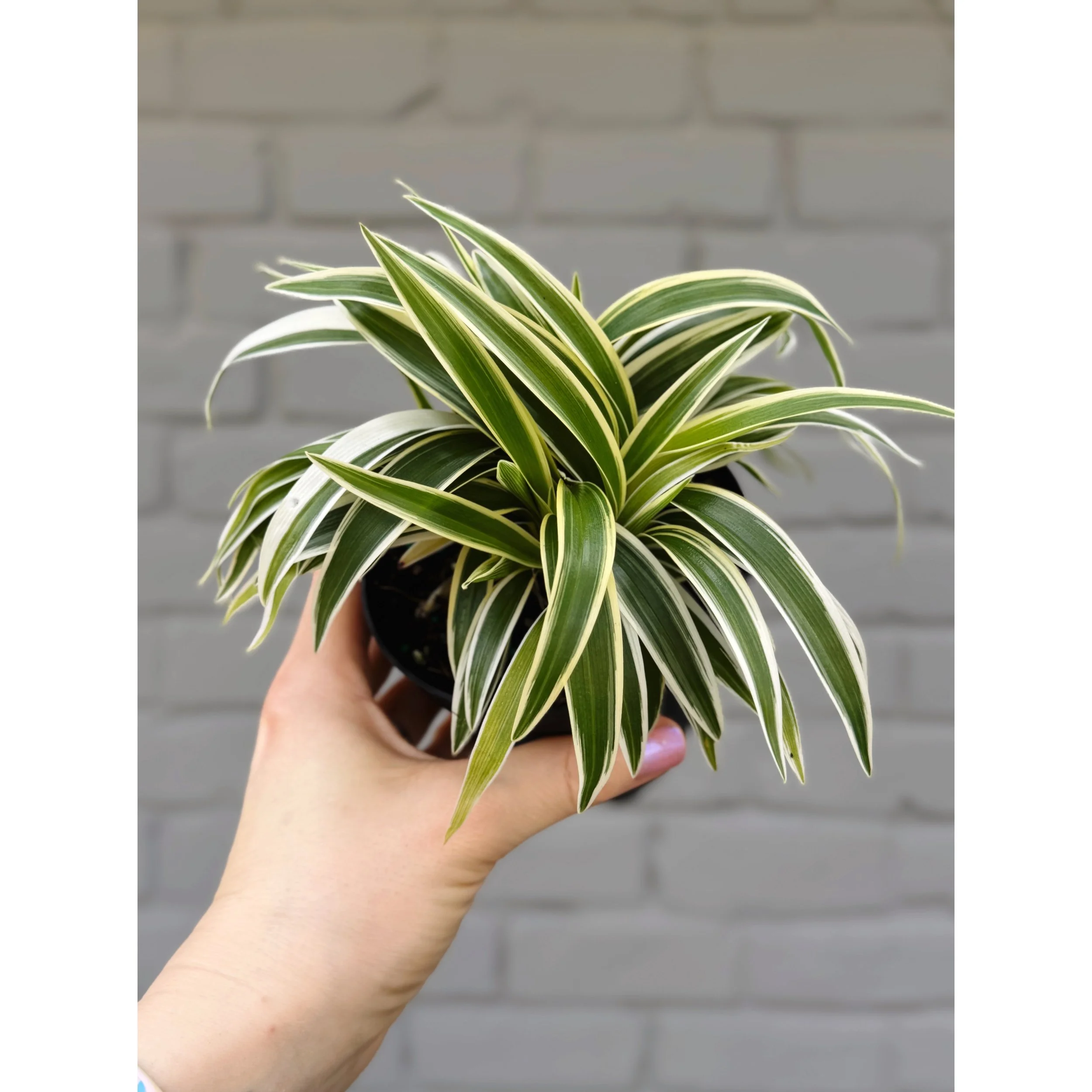 Chlorophytum Comosum 'Ocean' (Outer Variegated) Spider Plant