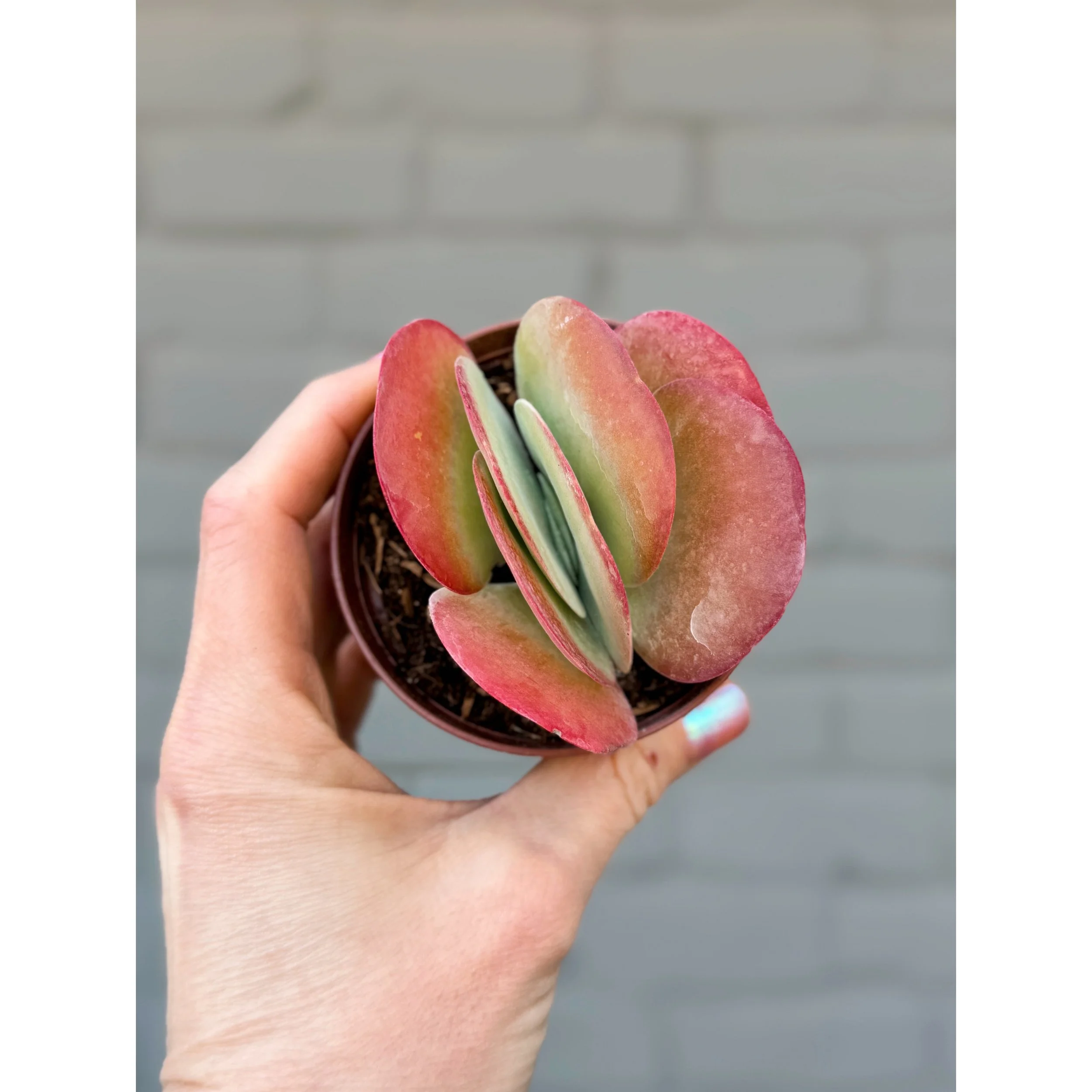 Kalanchoe Luciae 'Flapjack'