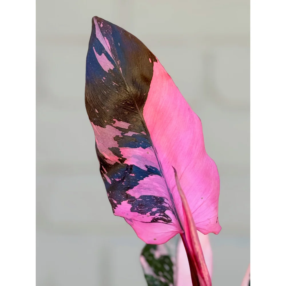 Philodendron Pink Princess 'Galaxy' aka 'Marble King' 4