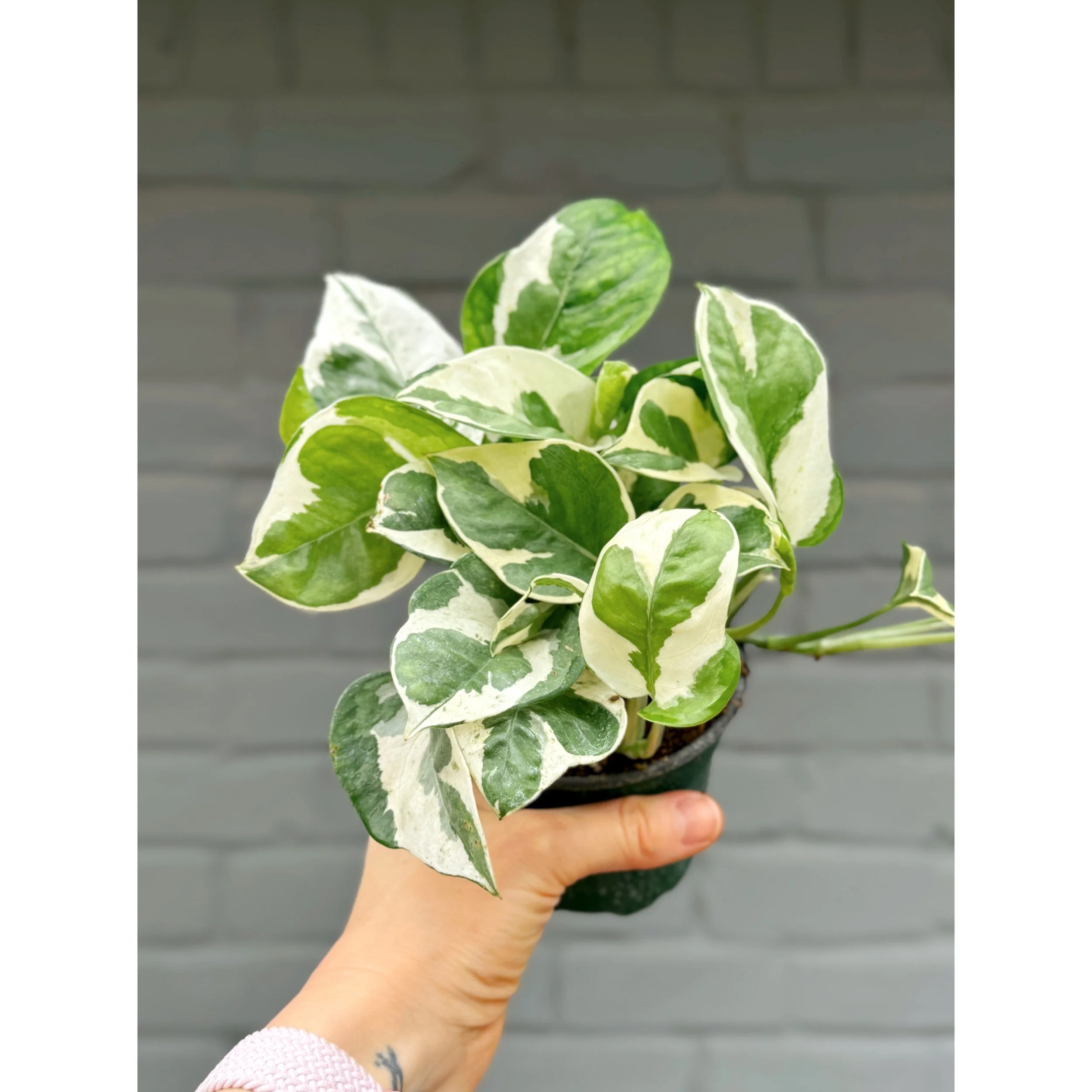 Epipremnum Aureum Pothos N’ Joy