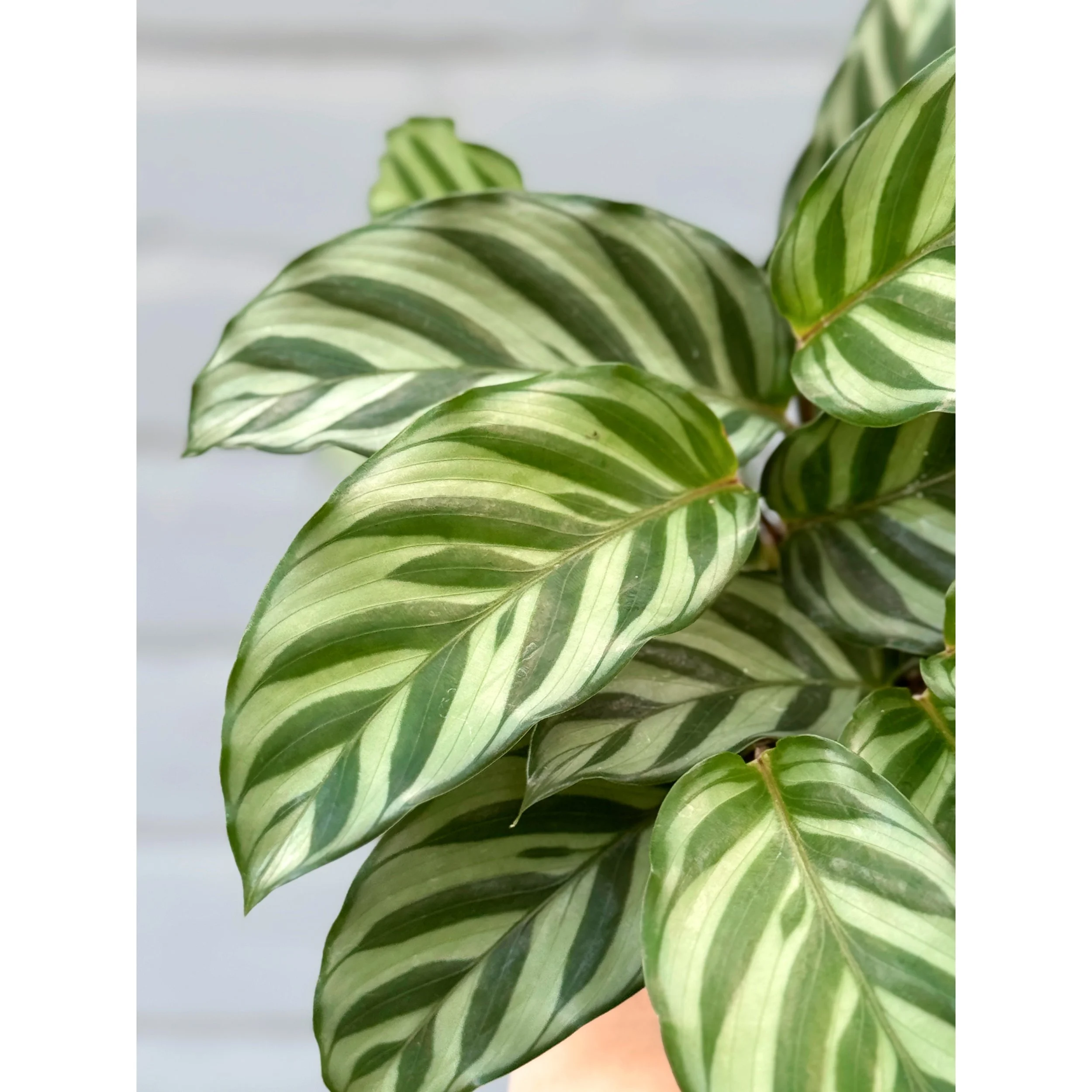 Calathea Concinna ‘Freddie’