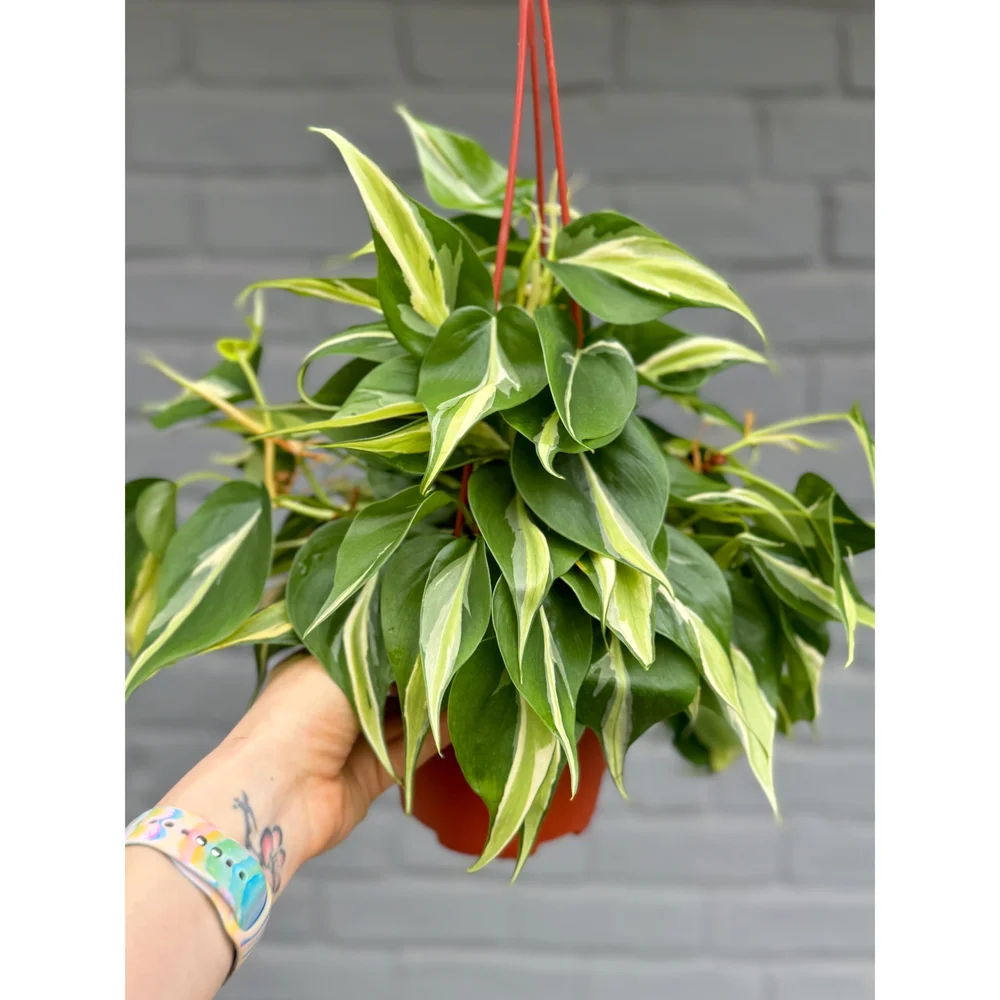 Philodendron Hederaceum 'Rio' 6" HB  Stayin' Alive Succulents