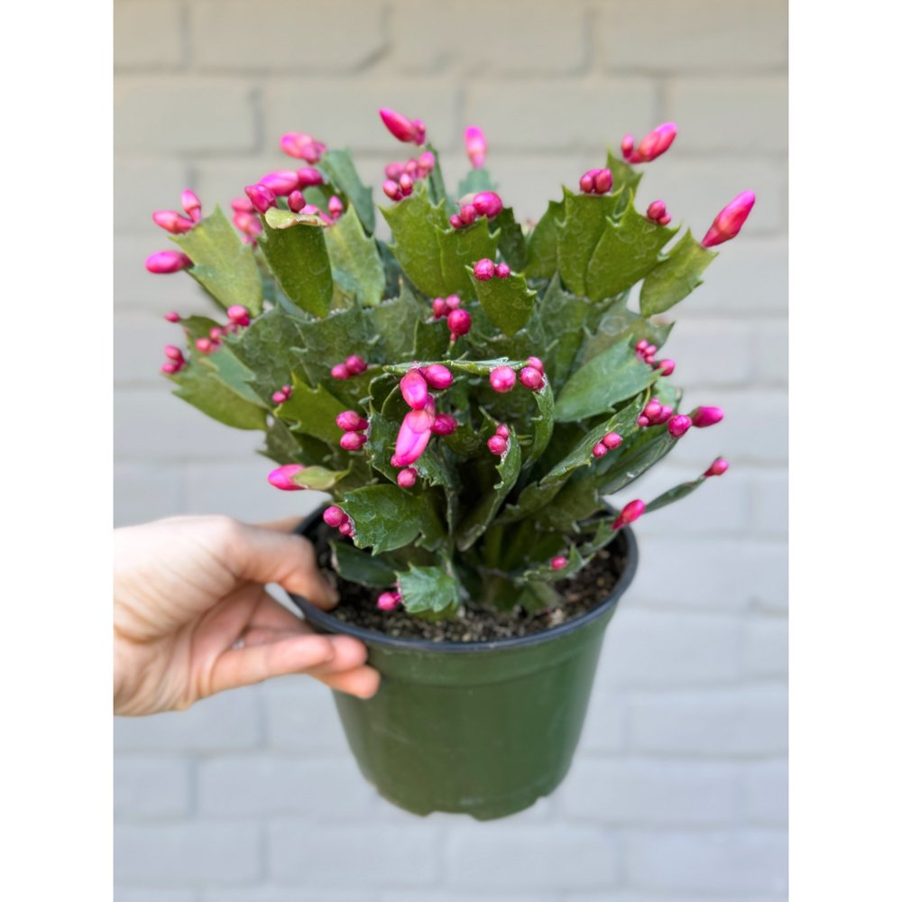 calathea network blte Calathea network (Korbmarante) kaufen? | Luca