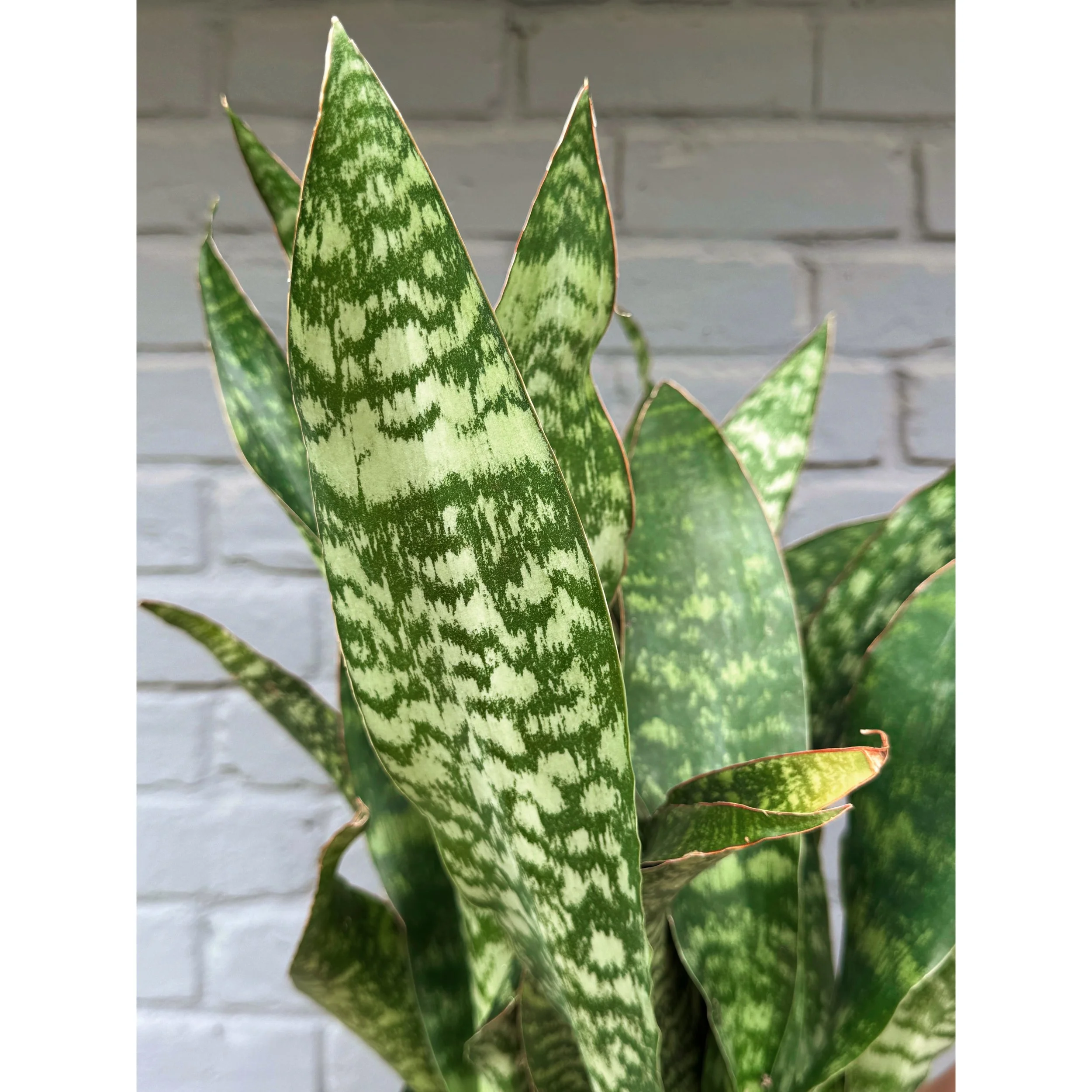 Sansevieria Masoniana 'Shark Fin'