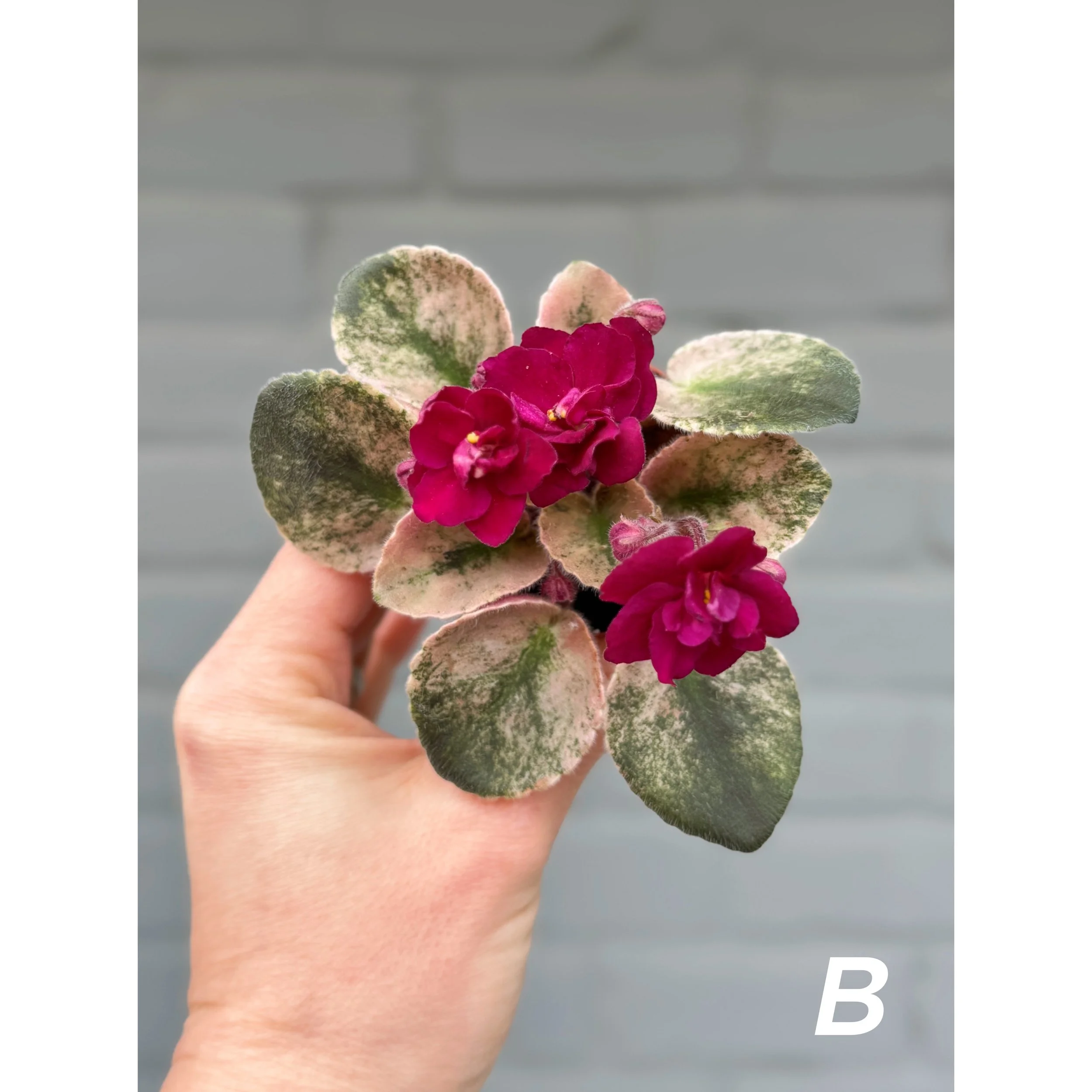 Variegated African Violets magenta