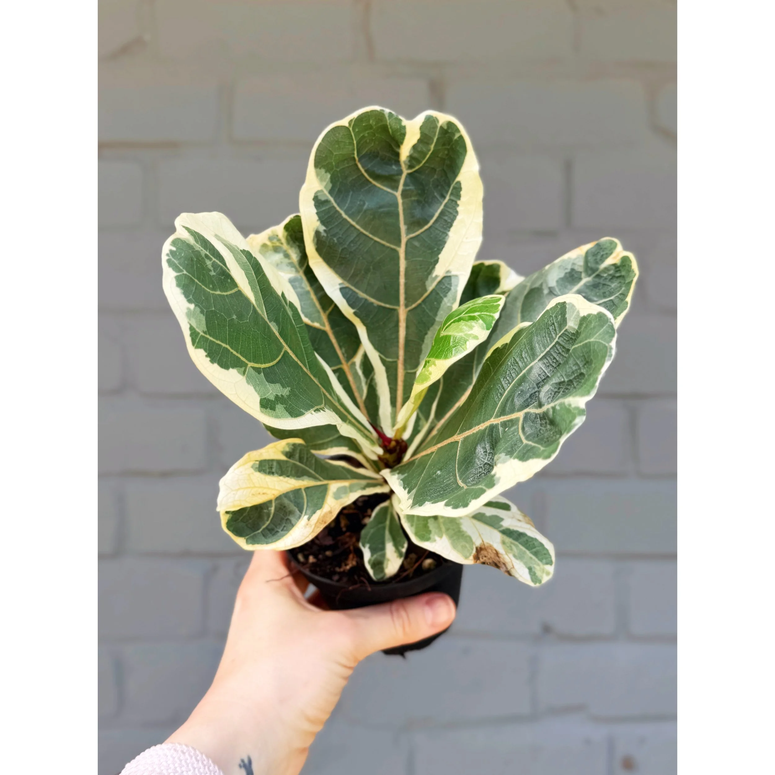 Ficus 'Lyrata' Variegated