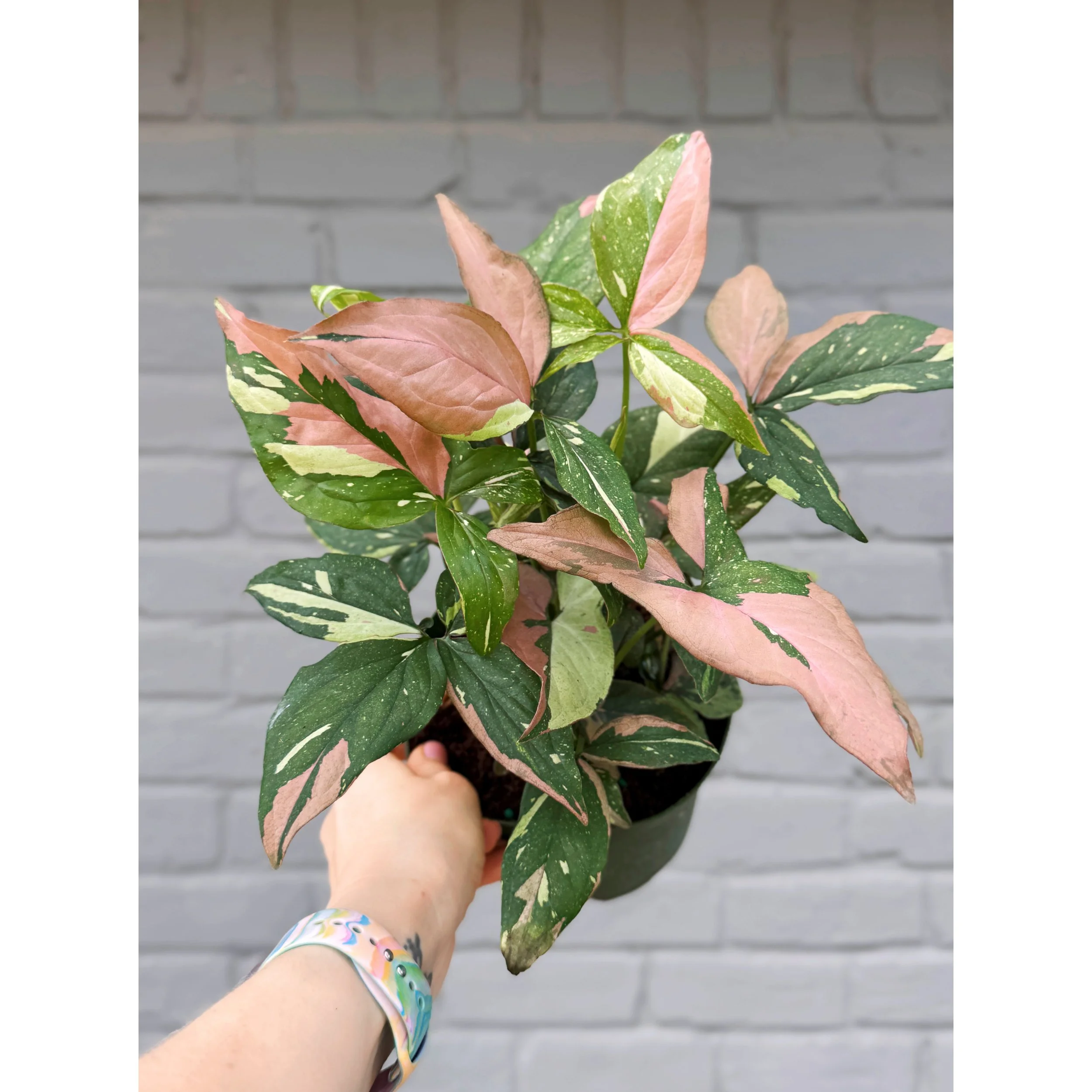 Syngonium 'Tricolor'