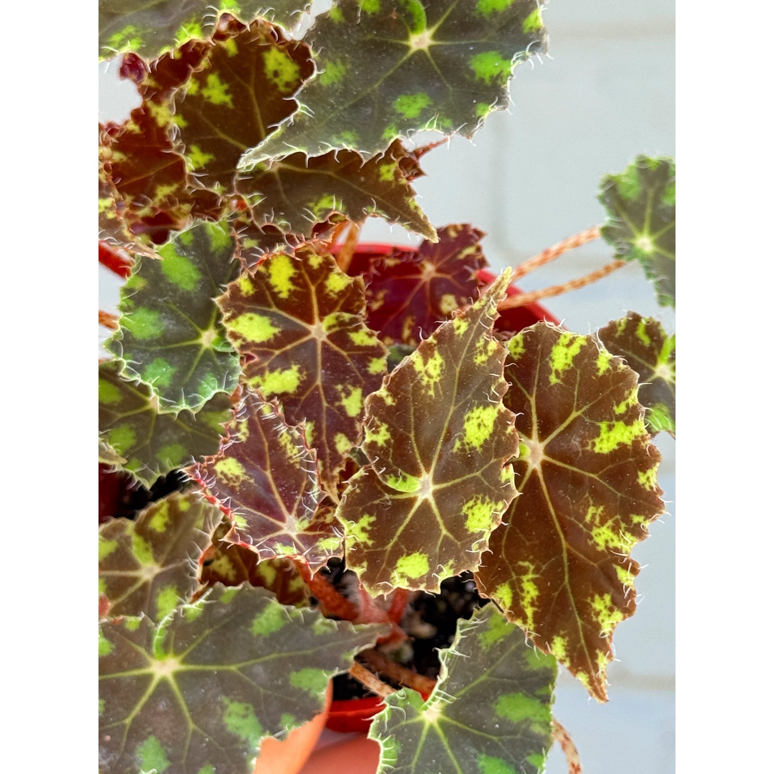 Begonia Bowerae 'Tiger Paws'