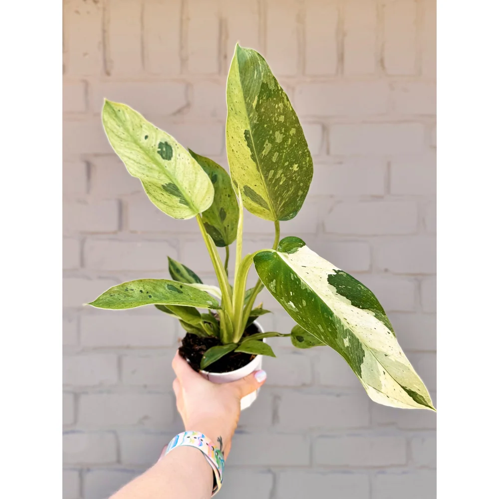 Philodendron 'Jose Buono'  Stayin' Alive Succulents