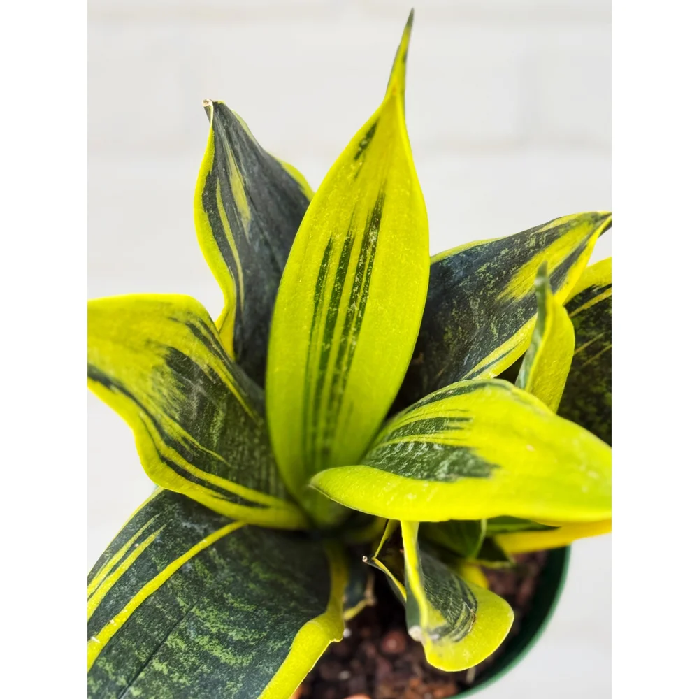 Sansevieria Trifasciata 'Golden Flame' 6
