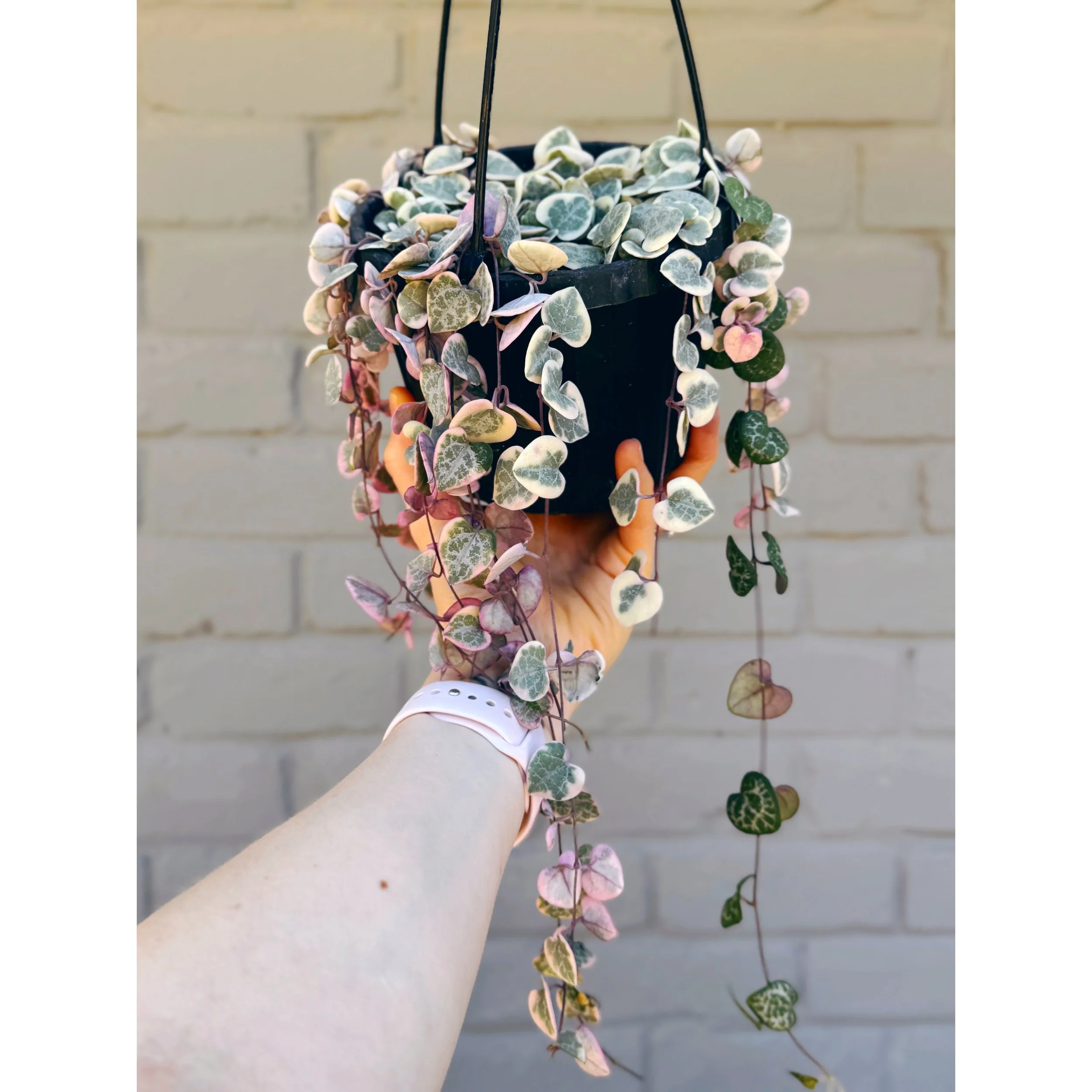 Ceropegia Woodii - Variegated String of Hearts 6” HB