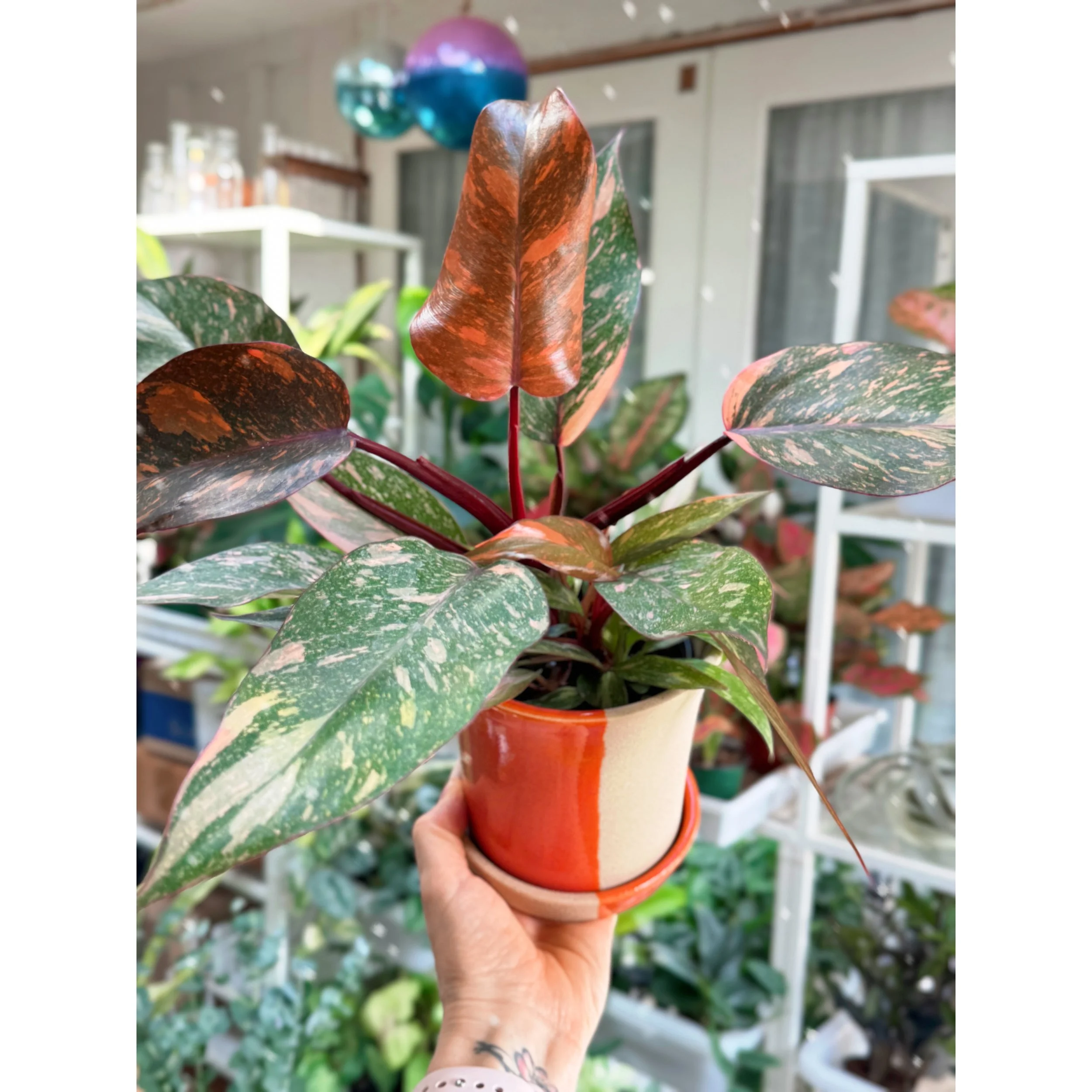 Philodendron ‘Orange Princess Galaxy’ in Rowen Orange and Stoneware Pot