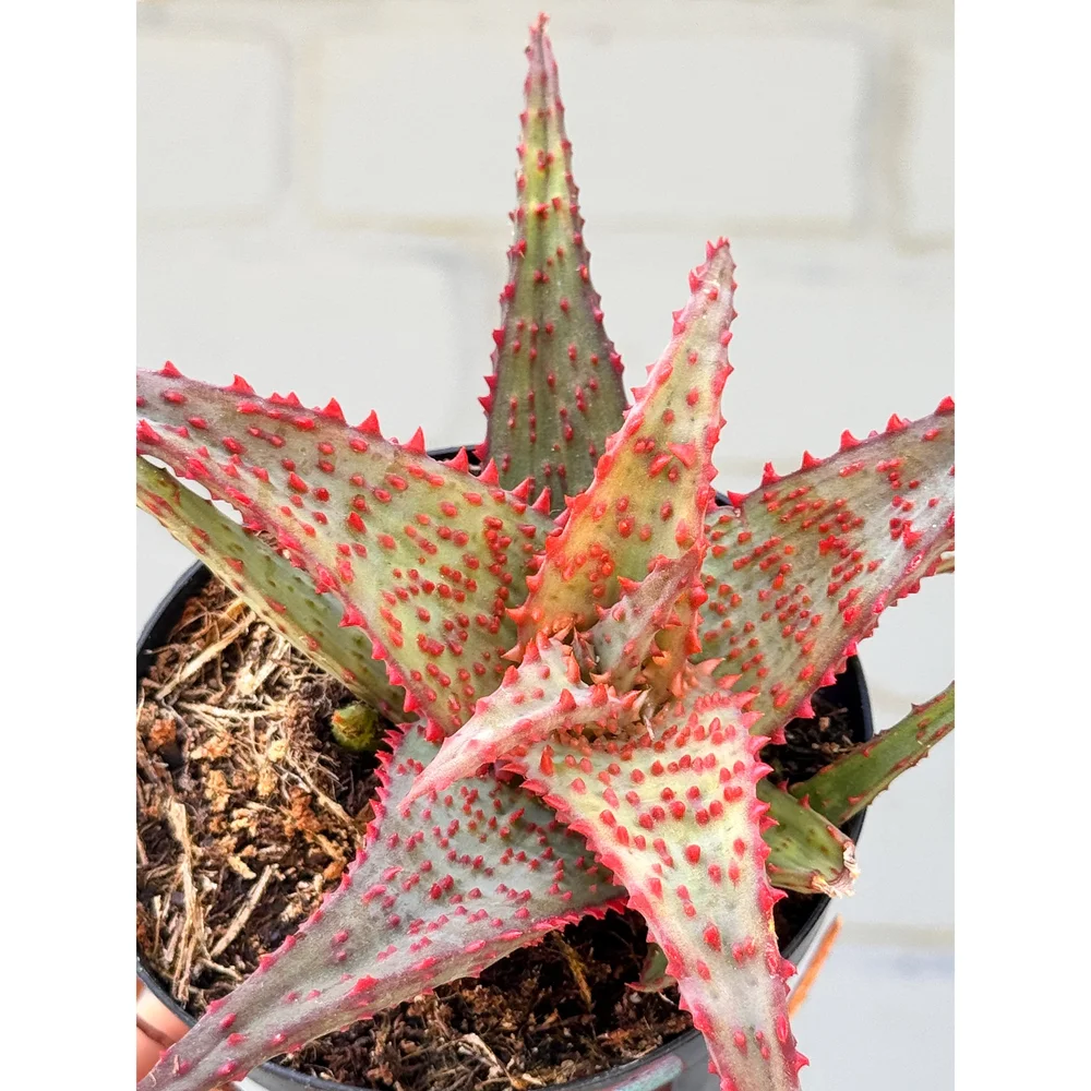 +速達ハイブリッド　tarantula Aloe hybrid 子株　第四種 Aloe Tarantula | Aloe Hybrid – Lazy Gardens