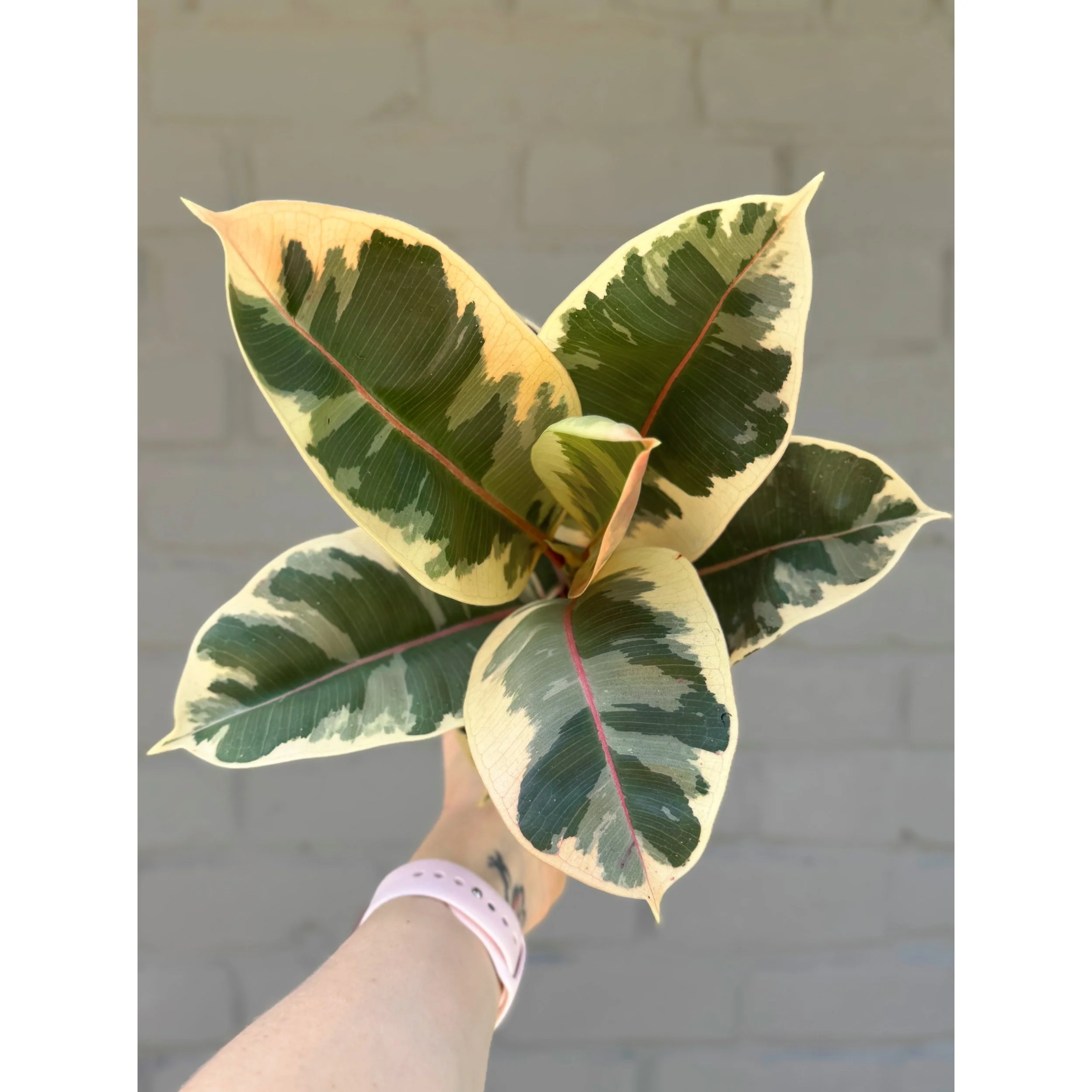 Ficus Elastica 'Tineke' Rubbertree