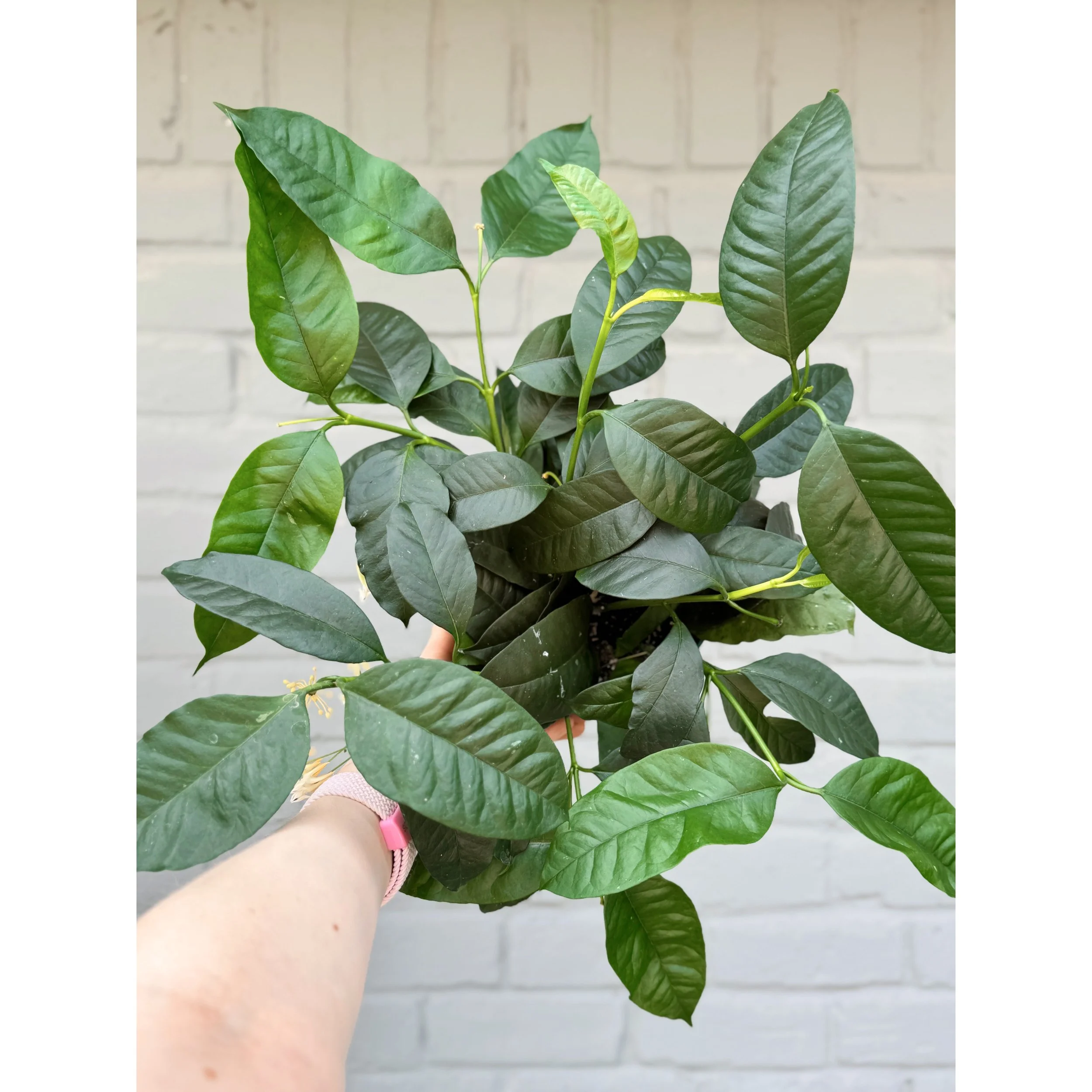 Hoya Multiflora 'Shooting Star' 6" HB