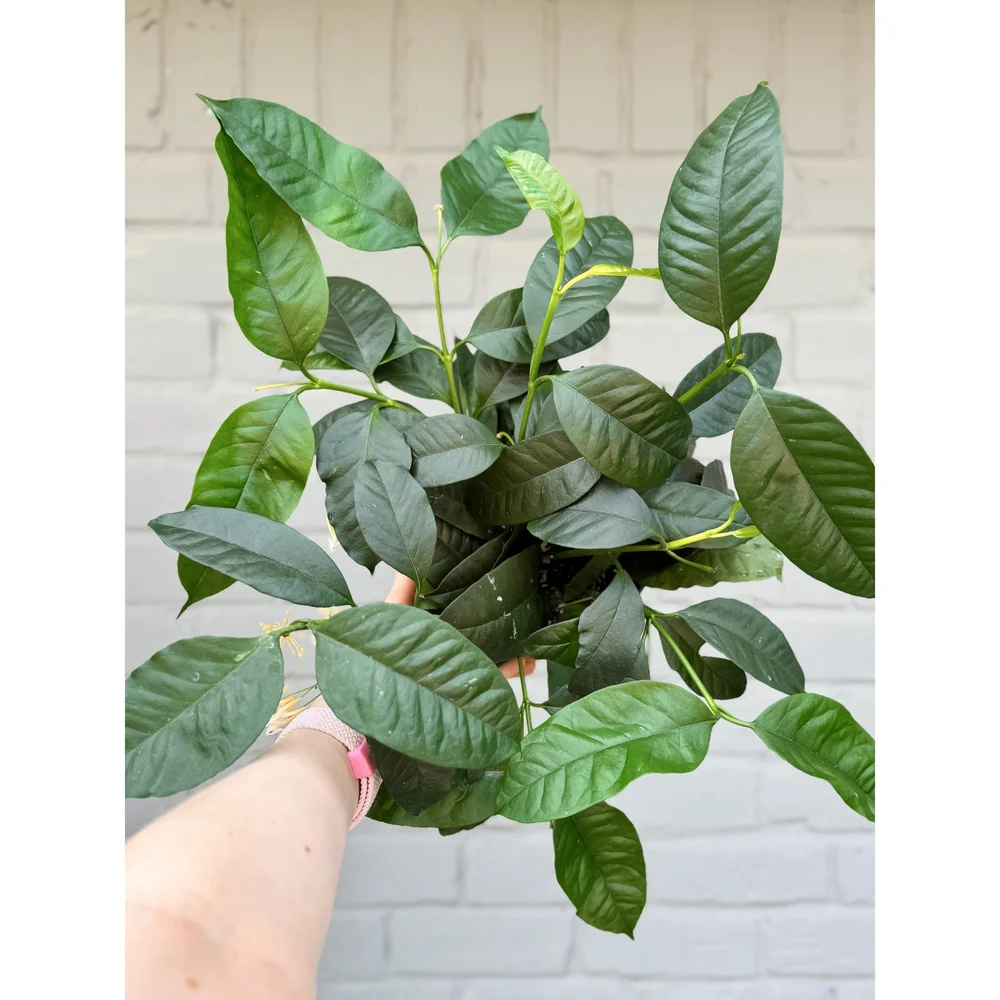 Hoya Multiflora 'Shooting Star' 6