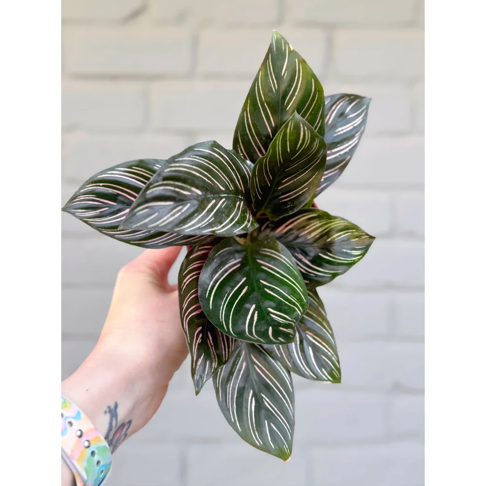 Calathea Ornata Pinstripe Prayer Plant 4  Stayin' Alive Succulents