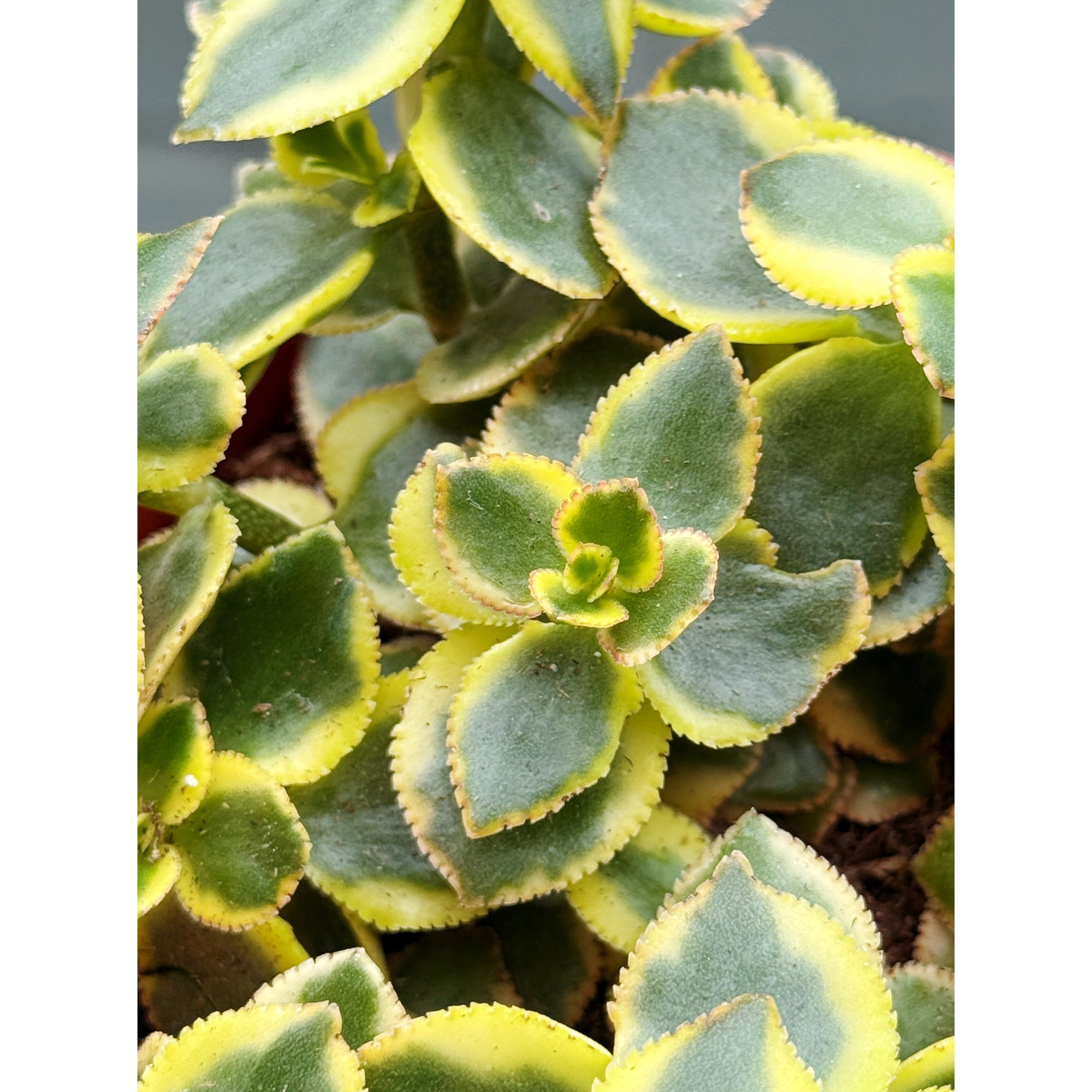 Crassula Sarmentosa 'Comet'