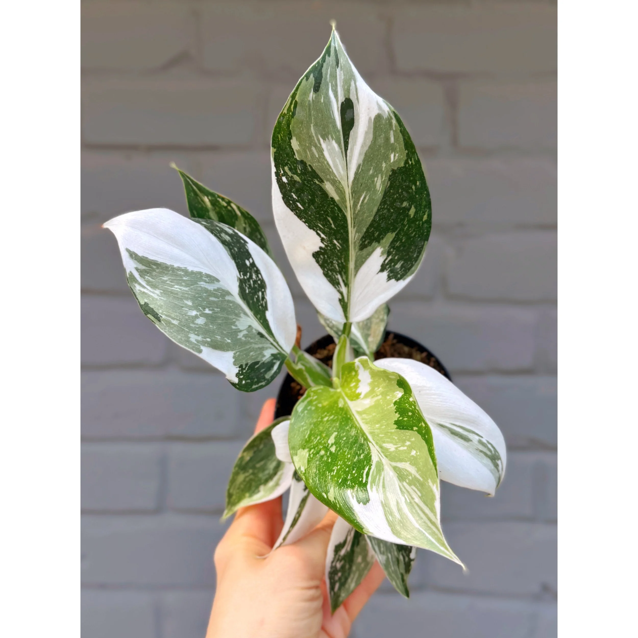 Philodendron 'White Wizard'
