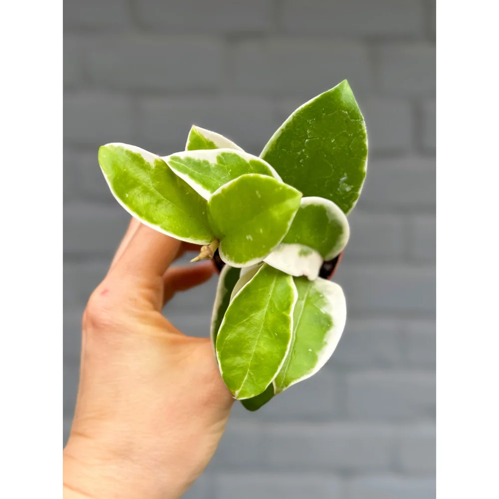 Hoya Krimson Queen 2