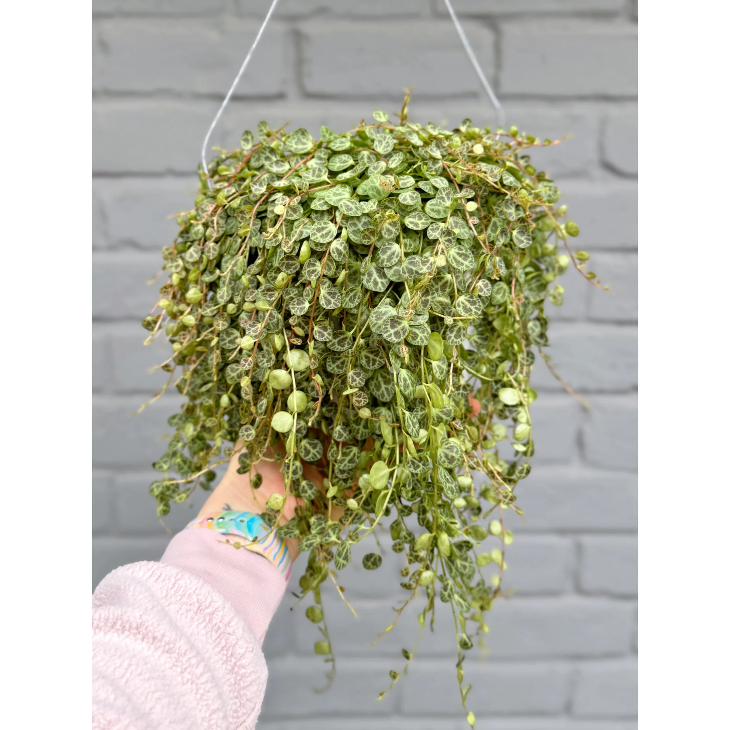 'String of Frogs' Ficus Pumila 'Quercifolia' 2