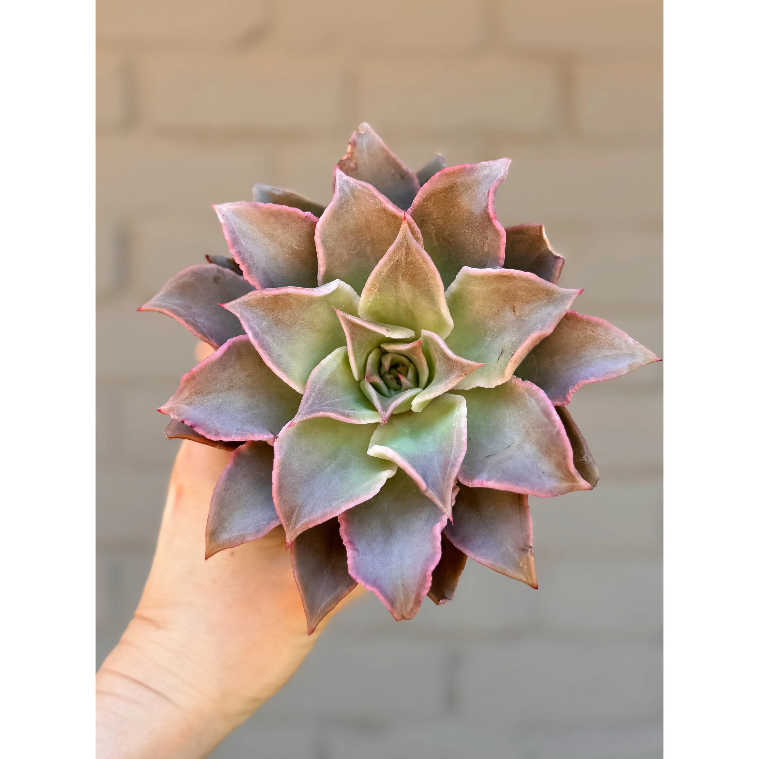 Echeveria 'Madiba' 4"