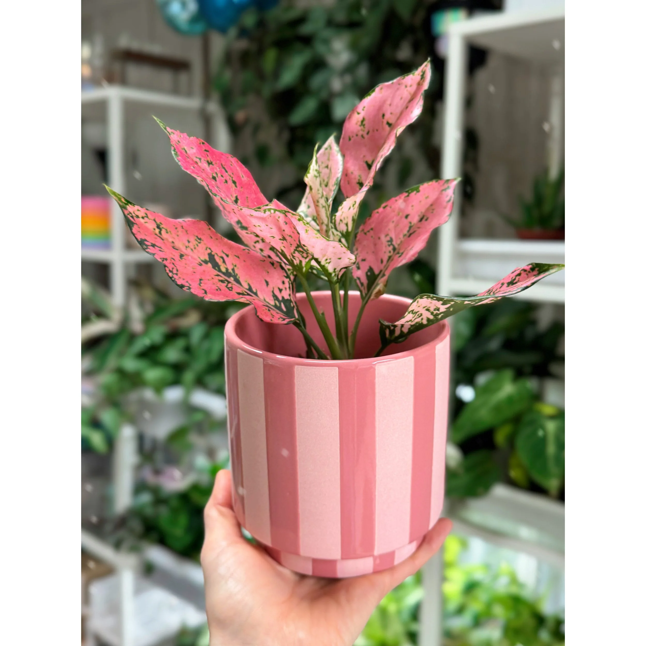 Aglaonema Hybrid 'Triphet' in Pink Striped Pot