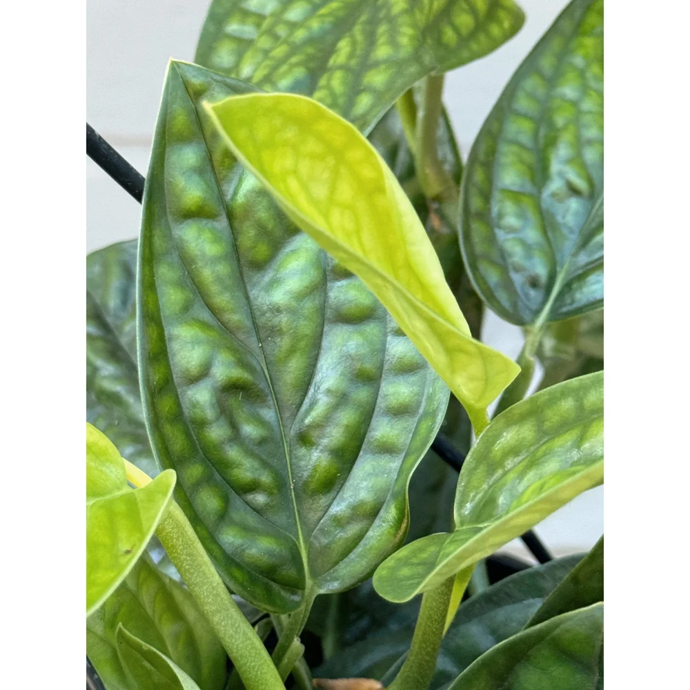 Monstera Karstenianum 'Peru' 8" HB  Stayin' Alive Succulents